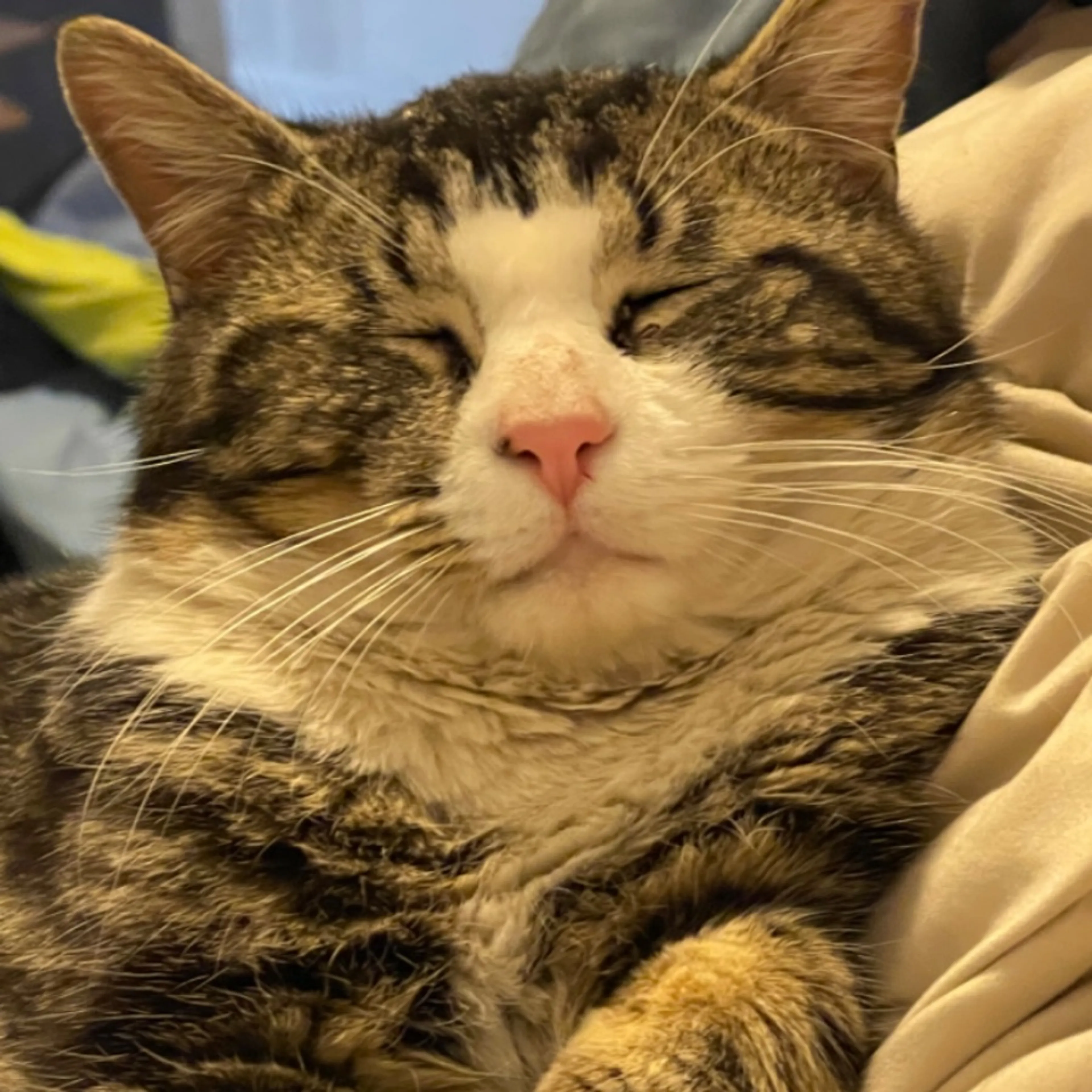 Lost pet
