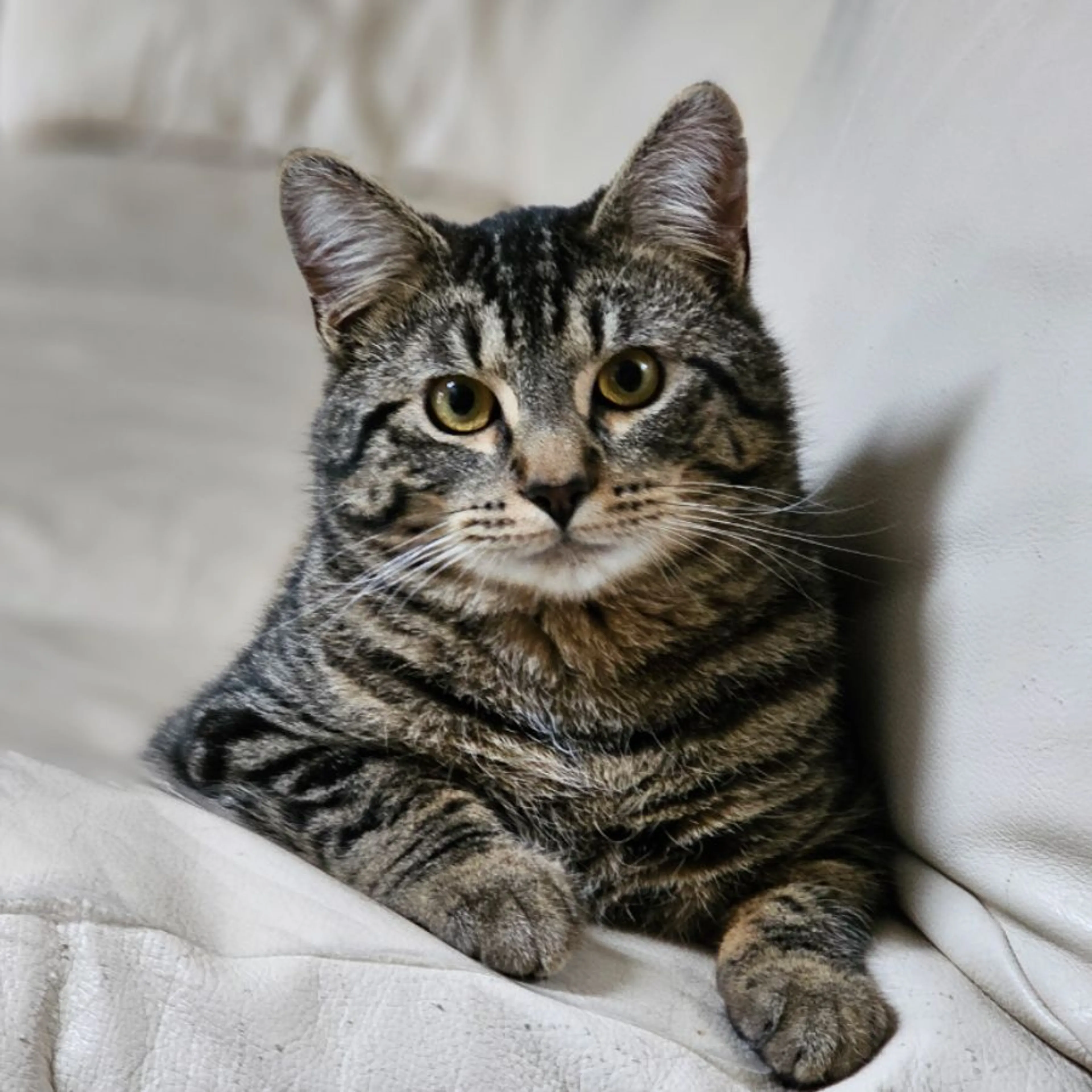 Lost pet