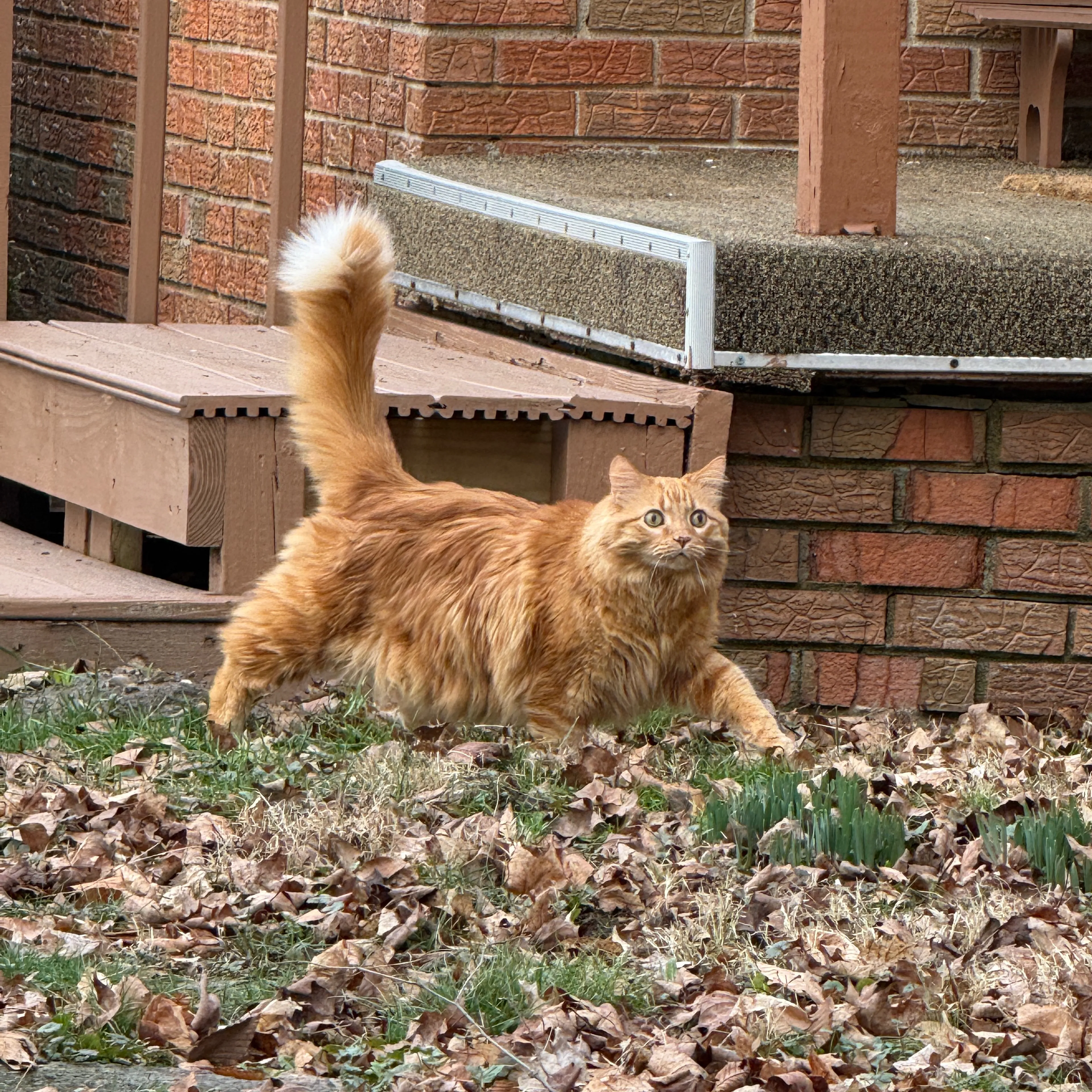 Lost pet-1