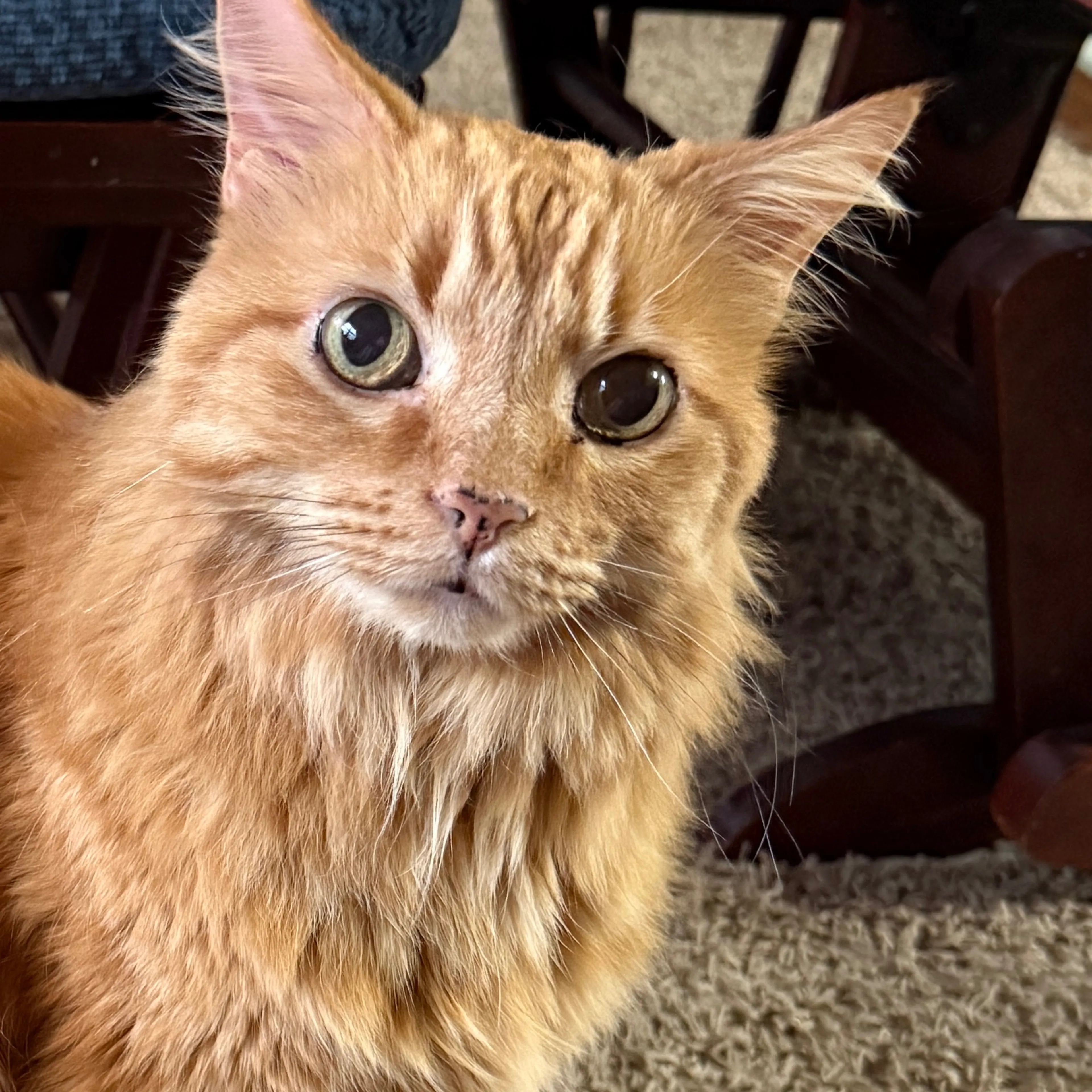 Lost pet-2
