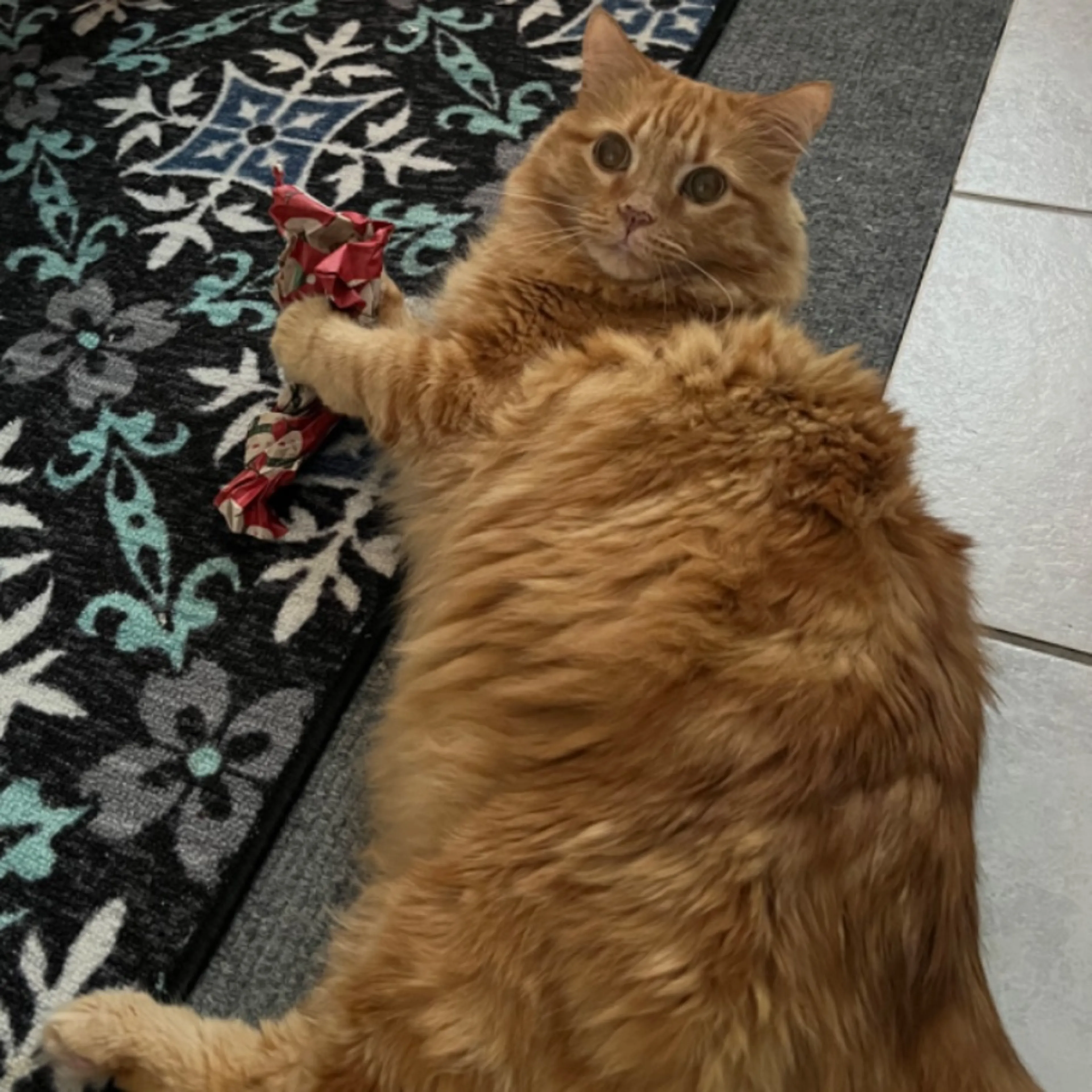 Lost pet-0