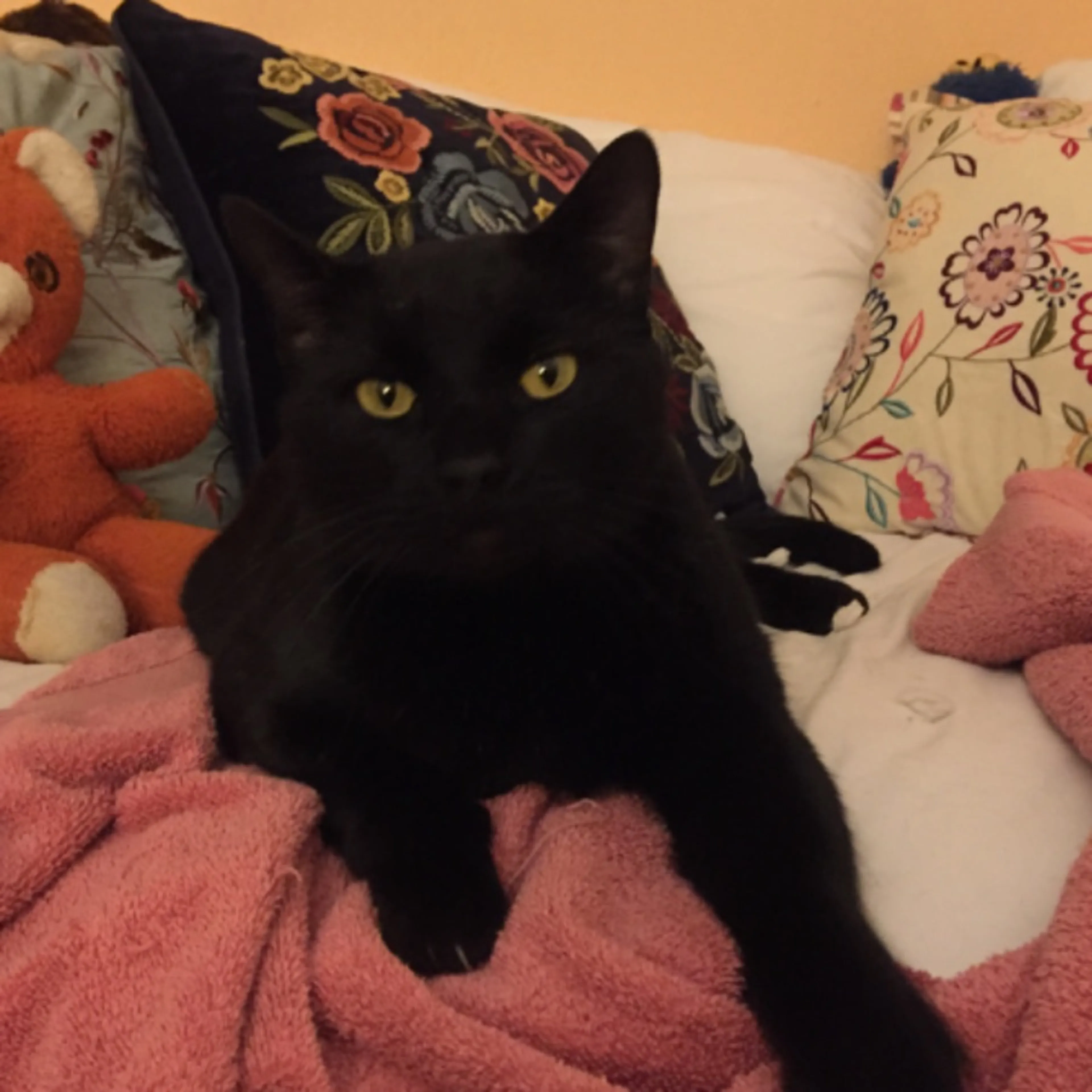 Lost pet