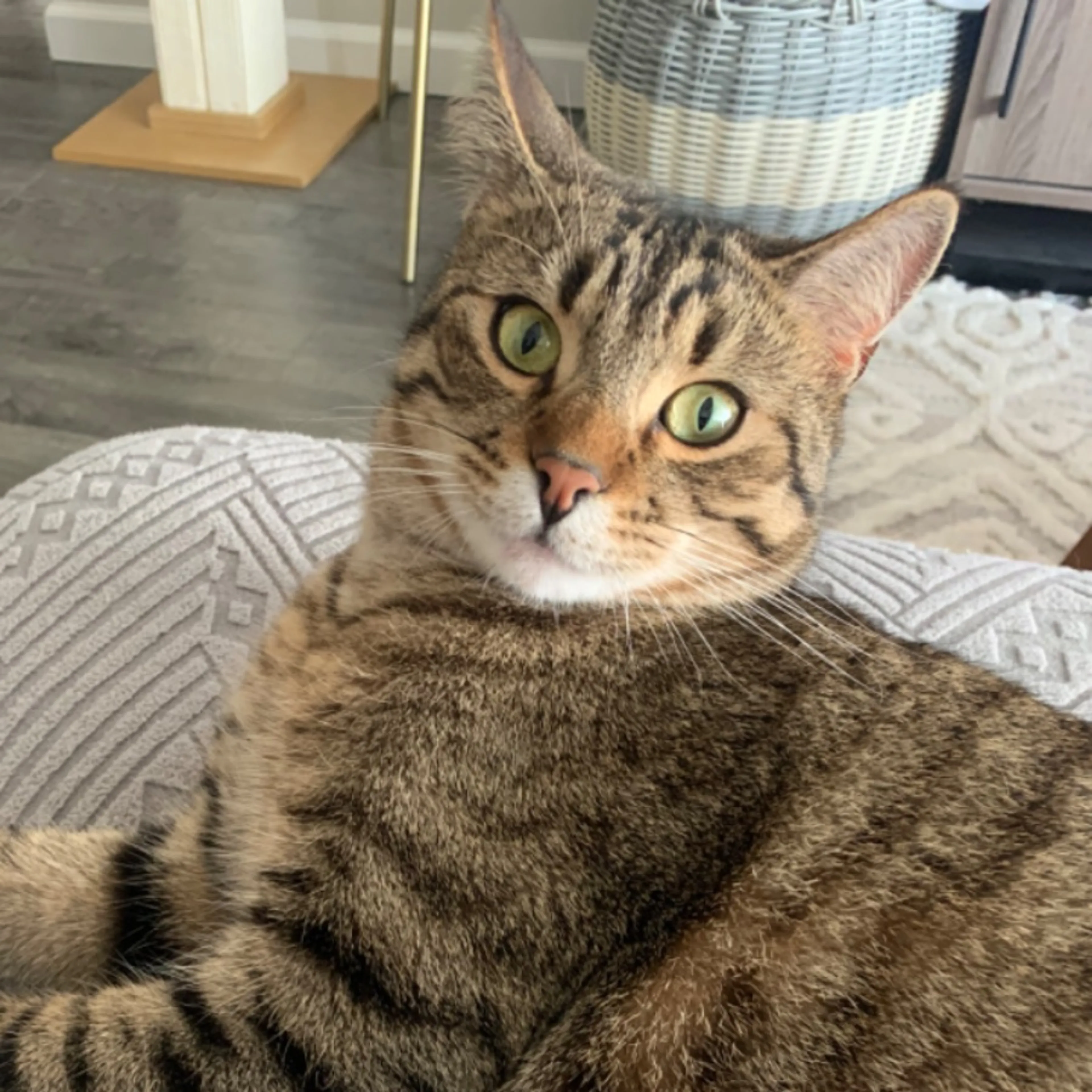 Lost pet