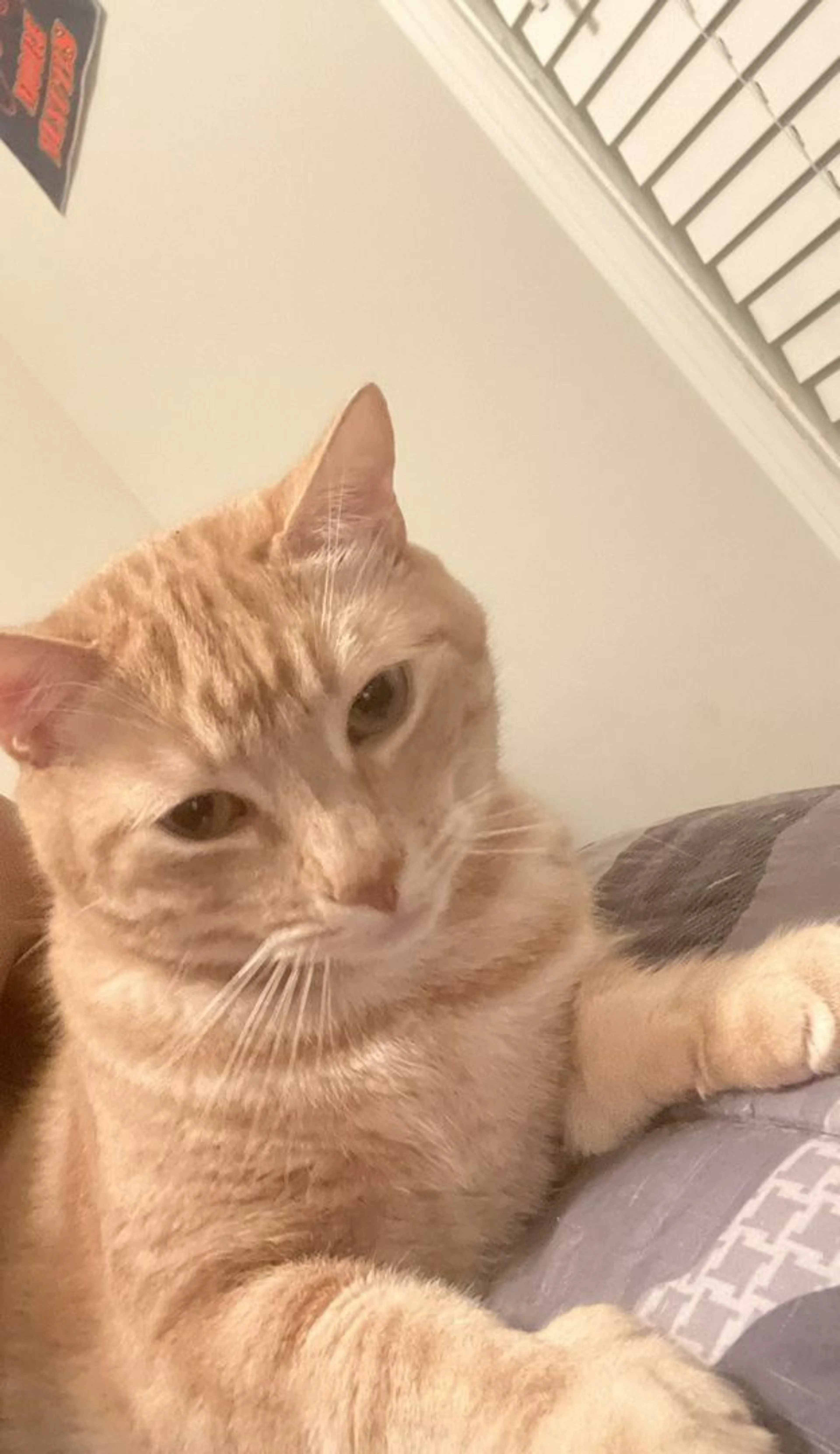 Lost pet