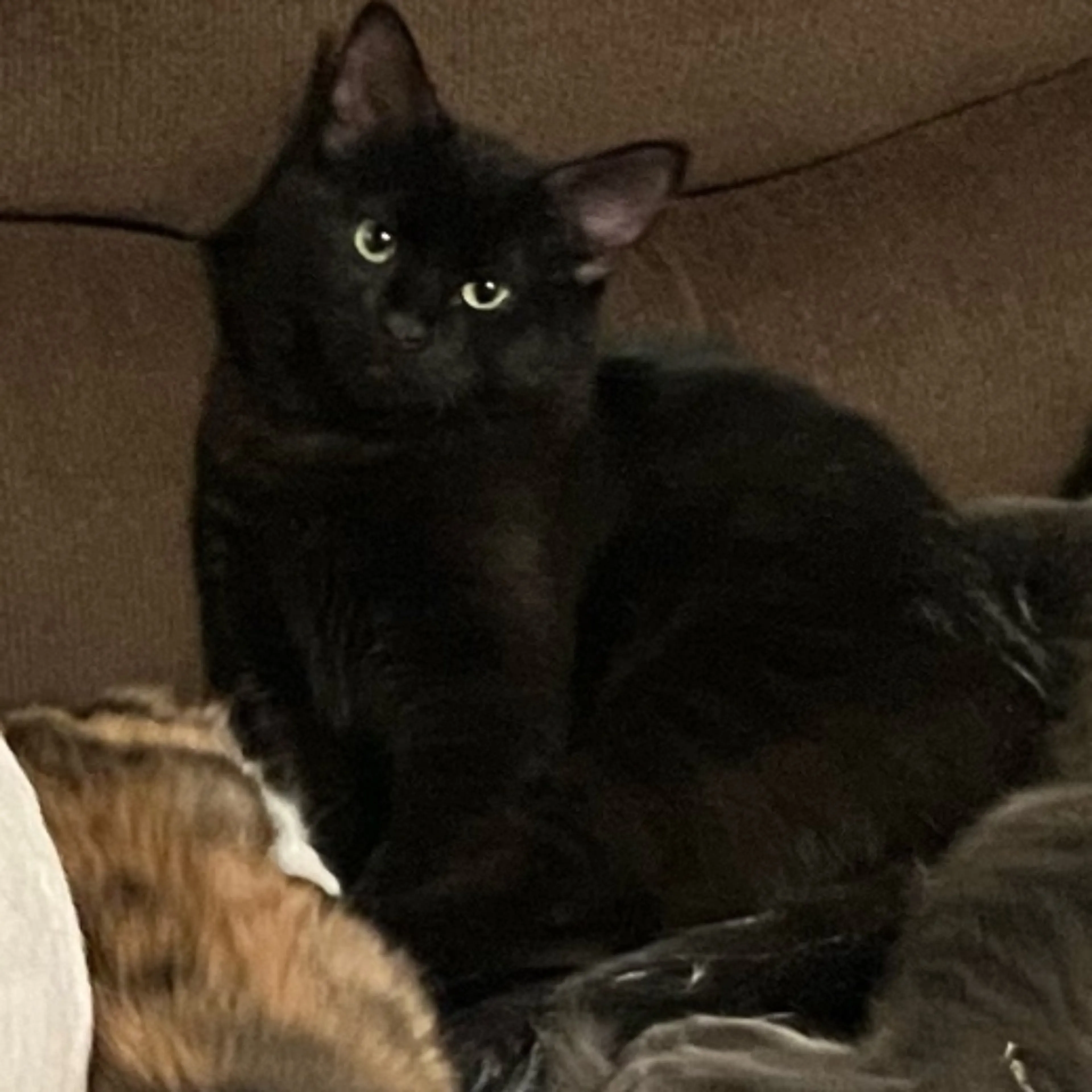 Lost pet