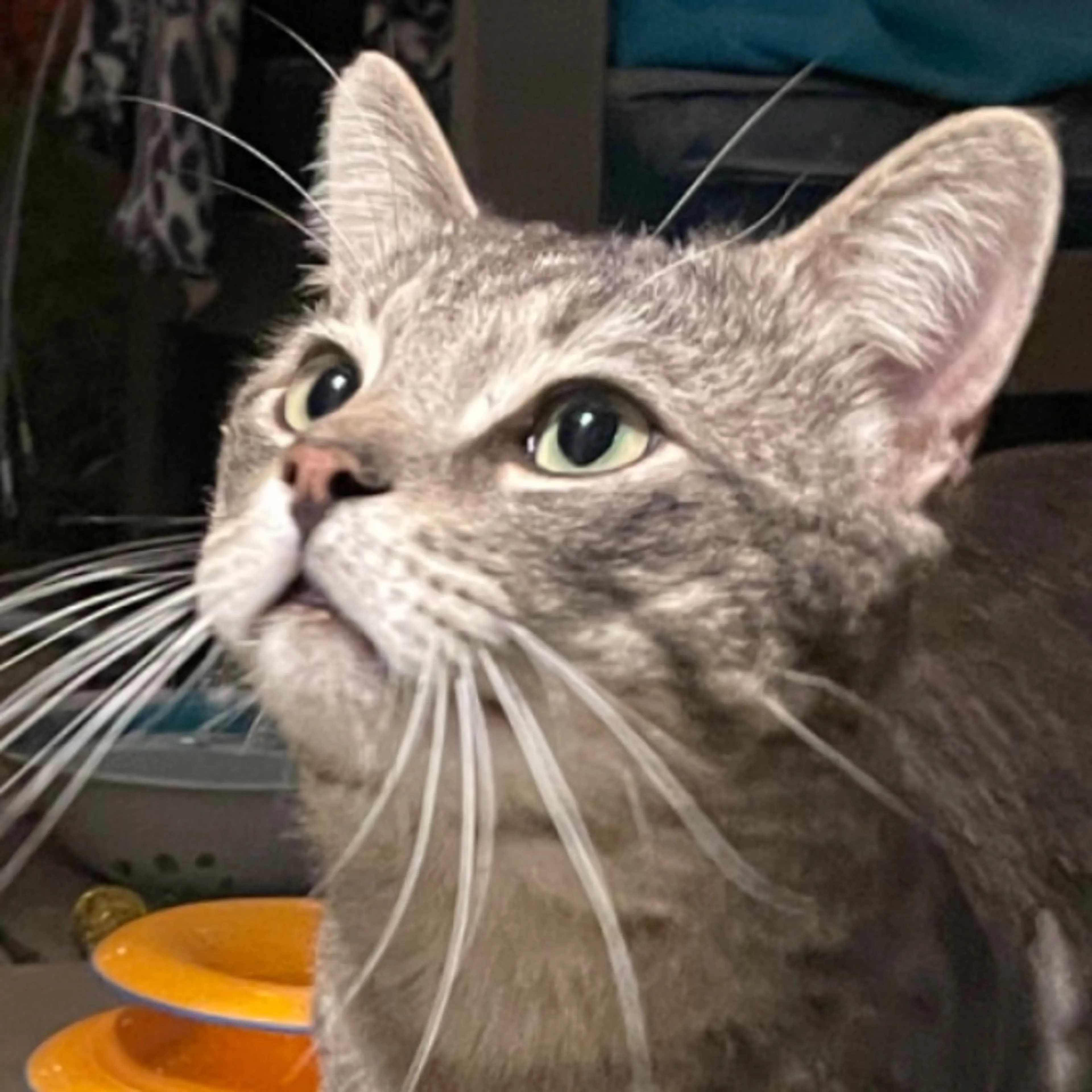 Lost pet