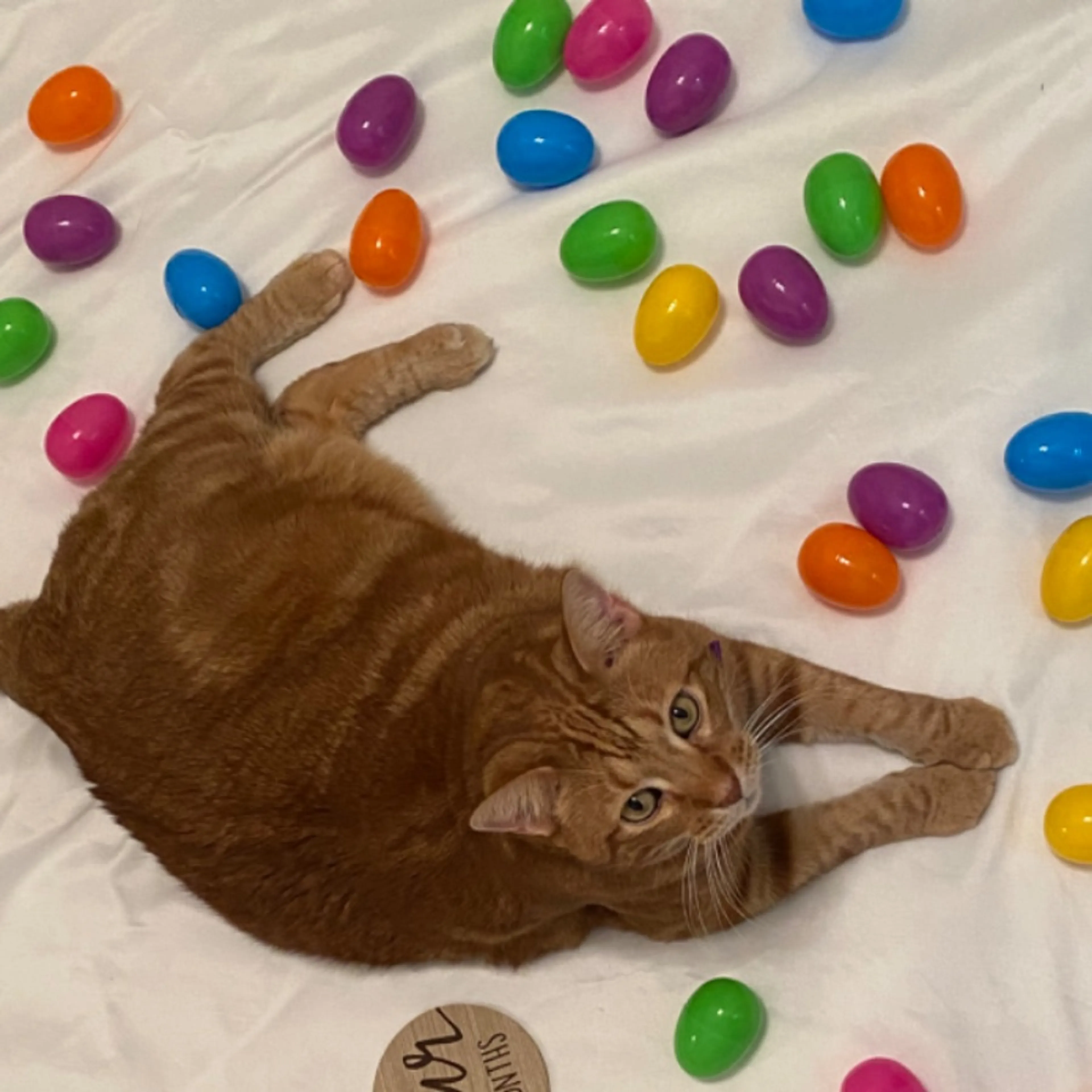 Lost pet
