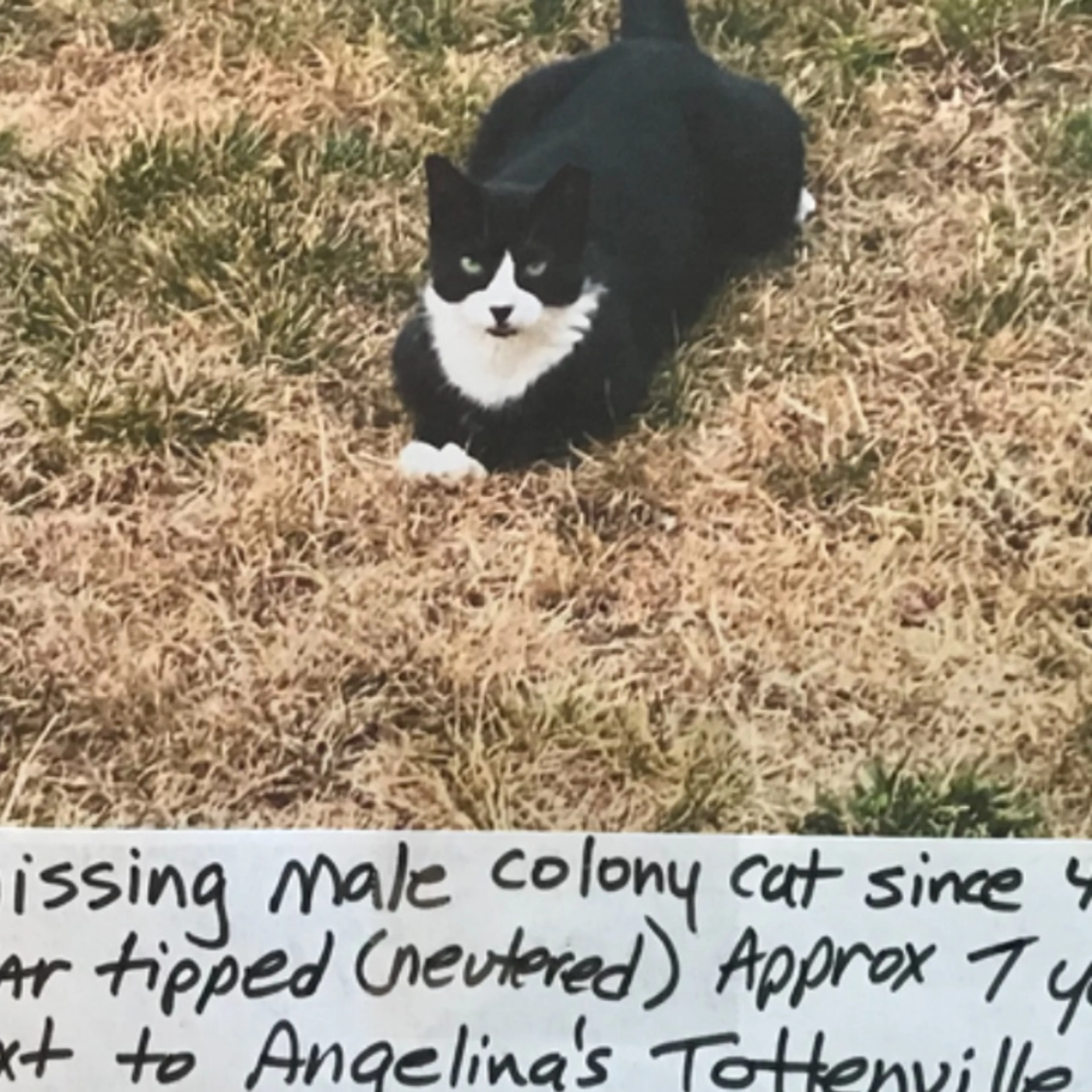 Lost pet
