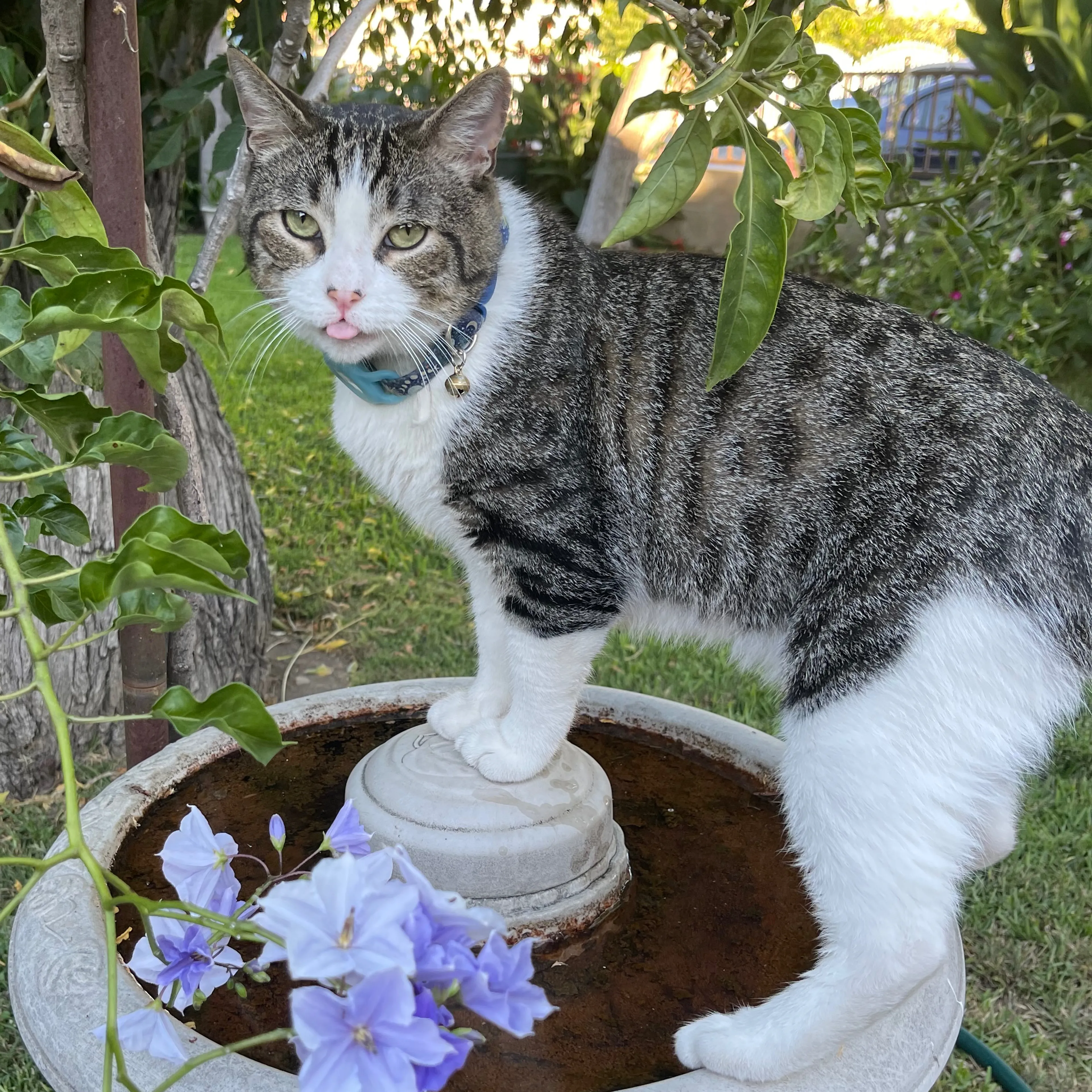 Lost pet