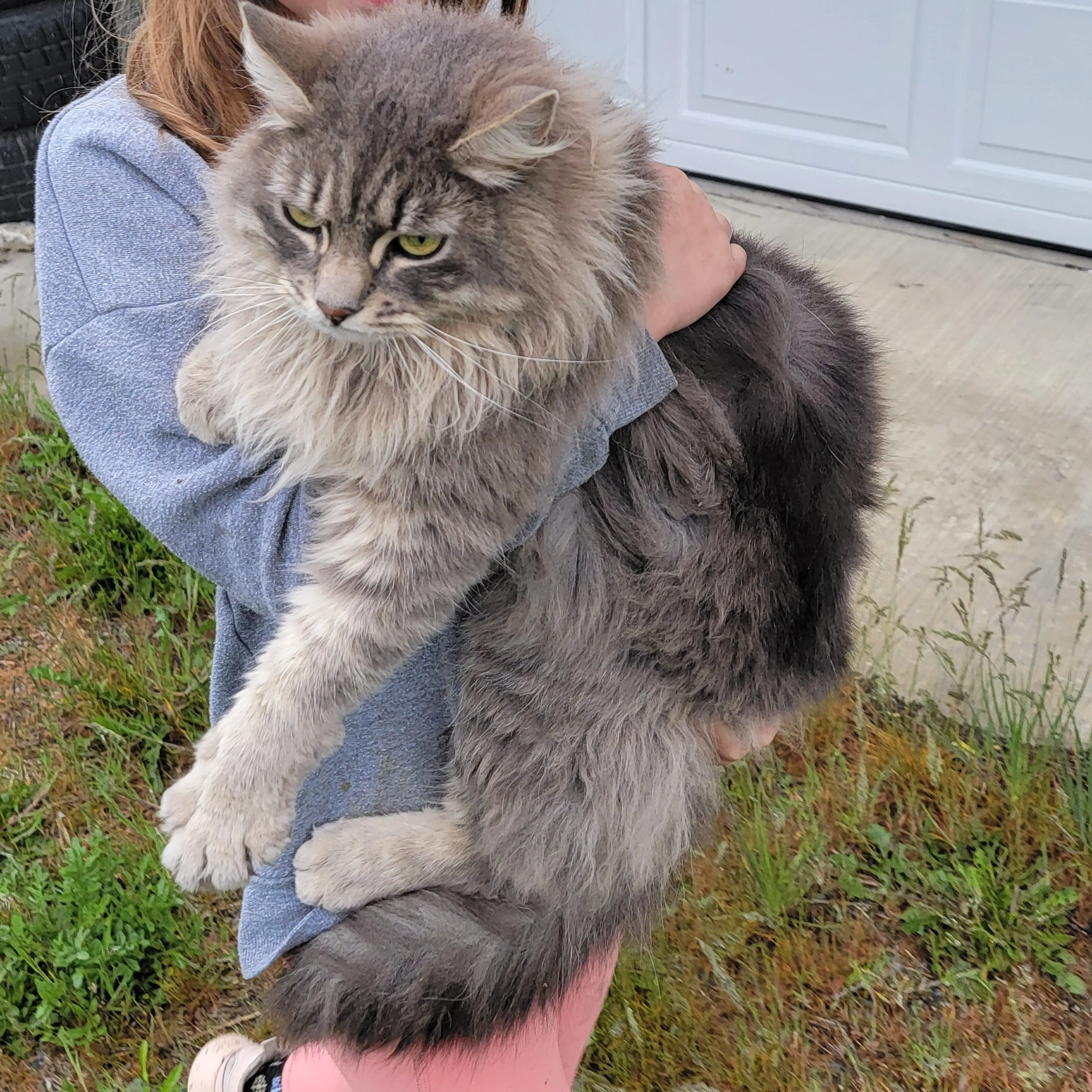 Lost pet-1