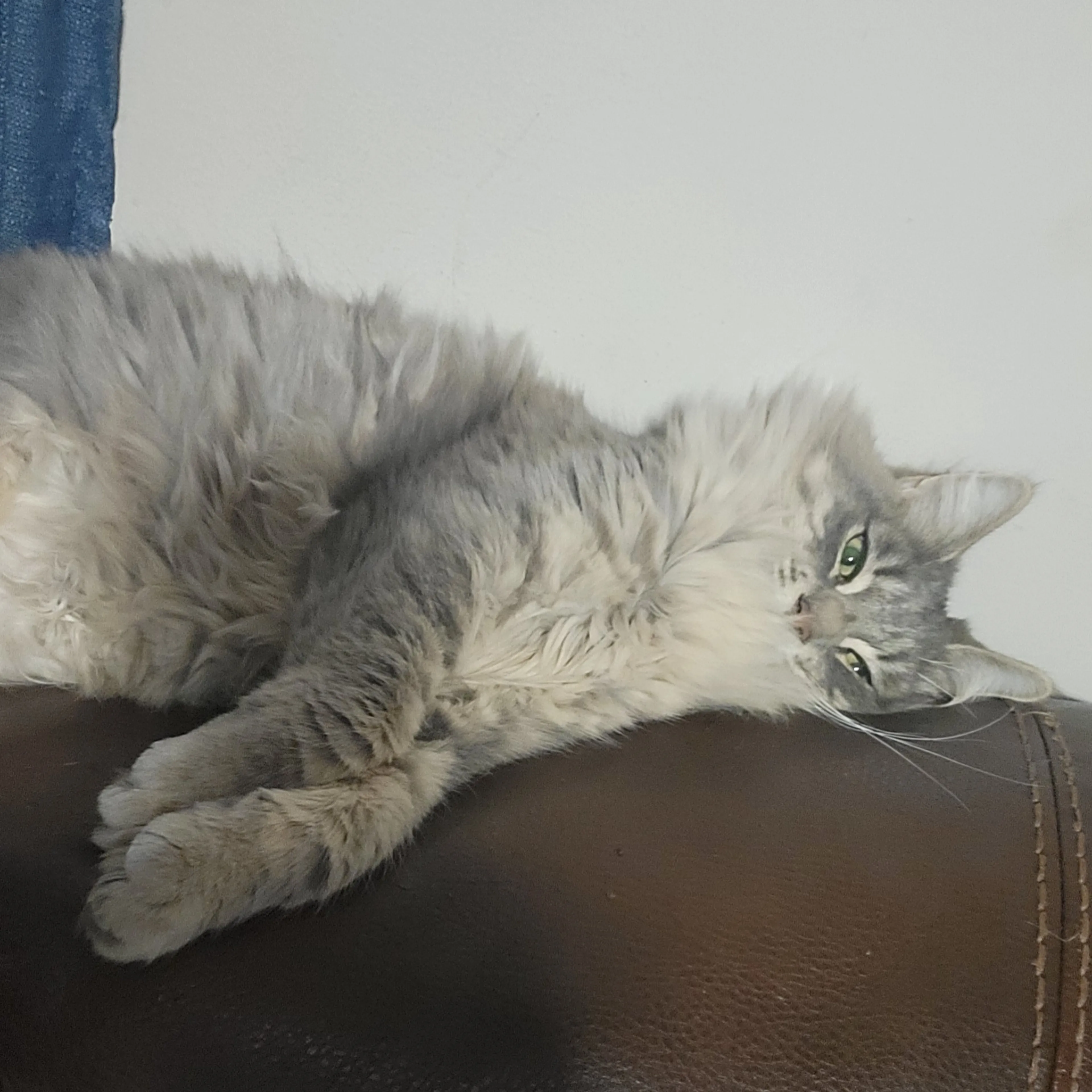 Lost pet-3