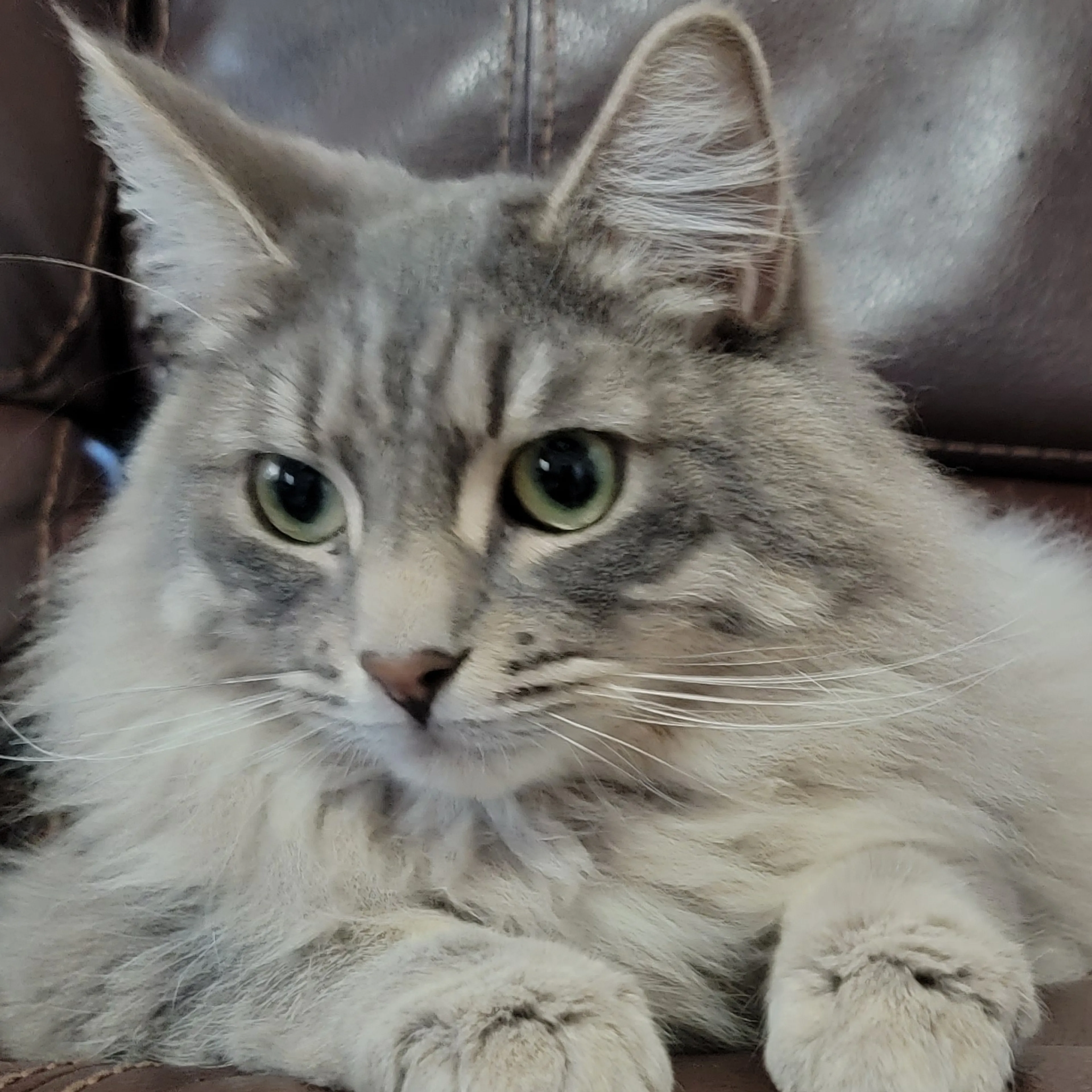 Lost pet-2
