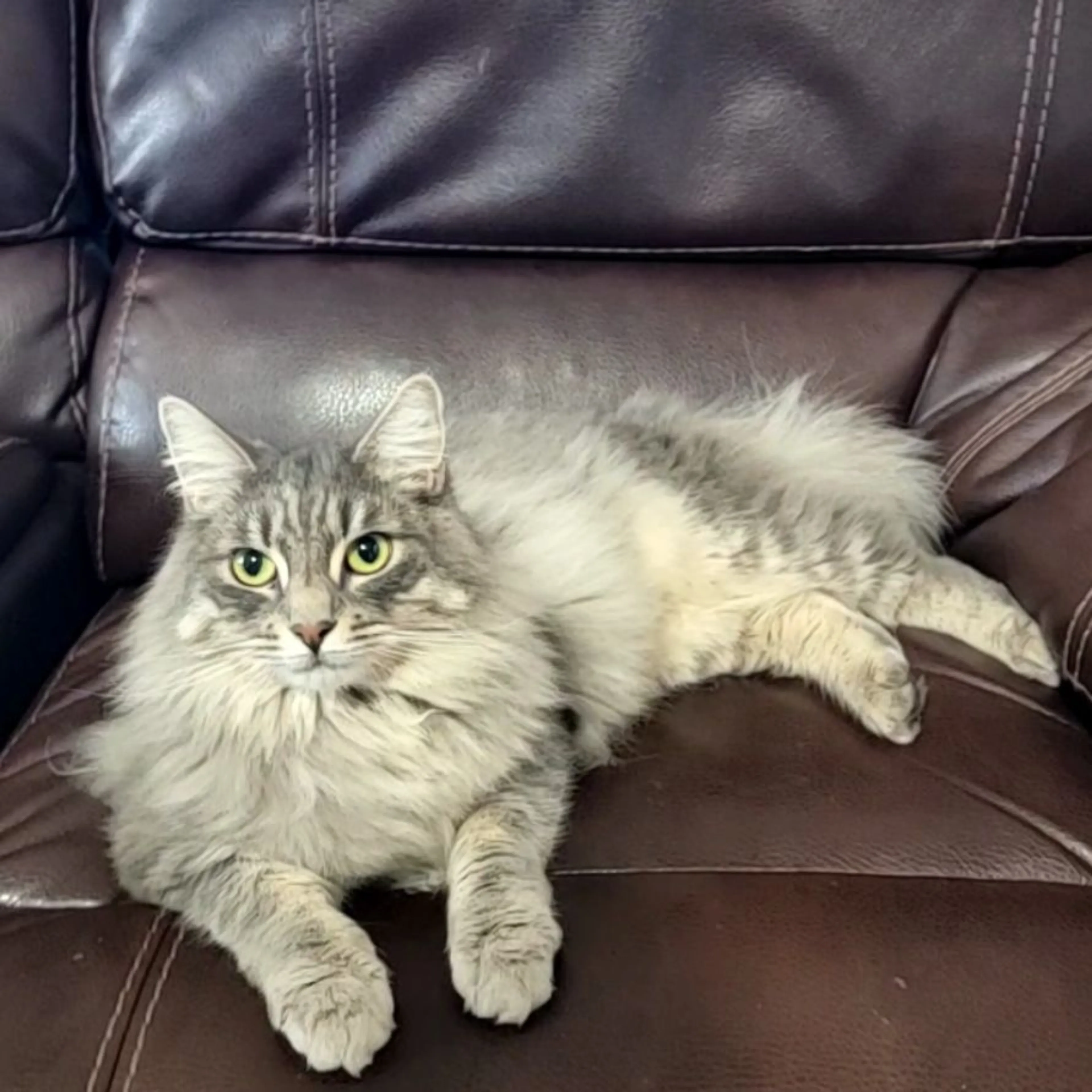 Lost pet-0