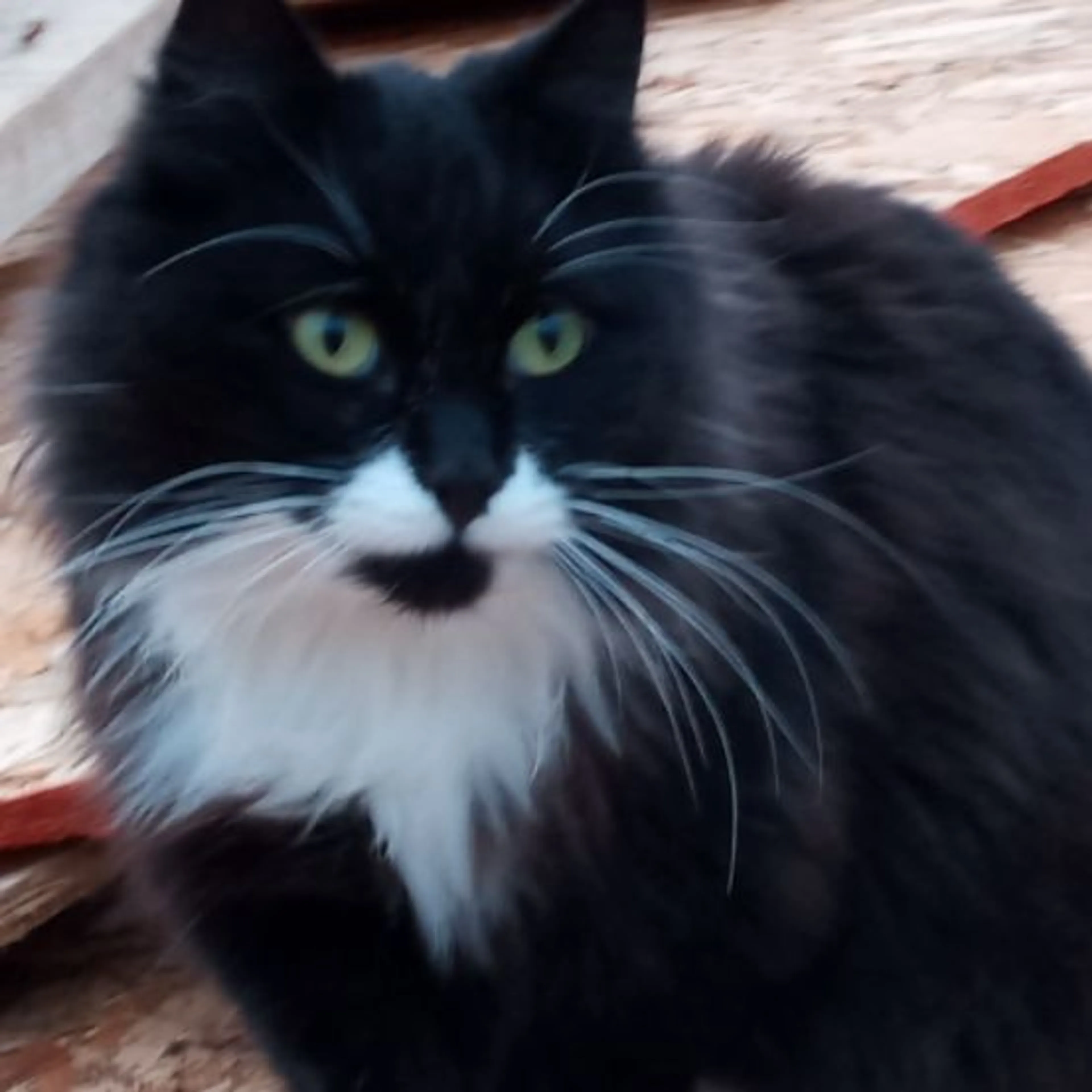 Lost pet