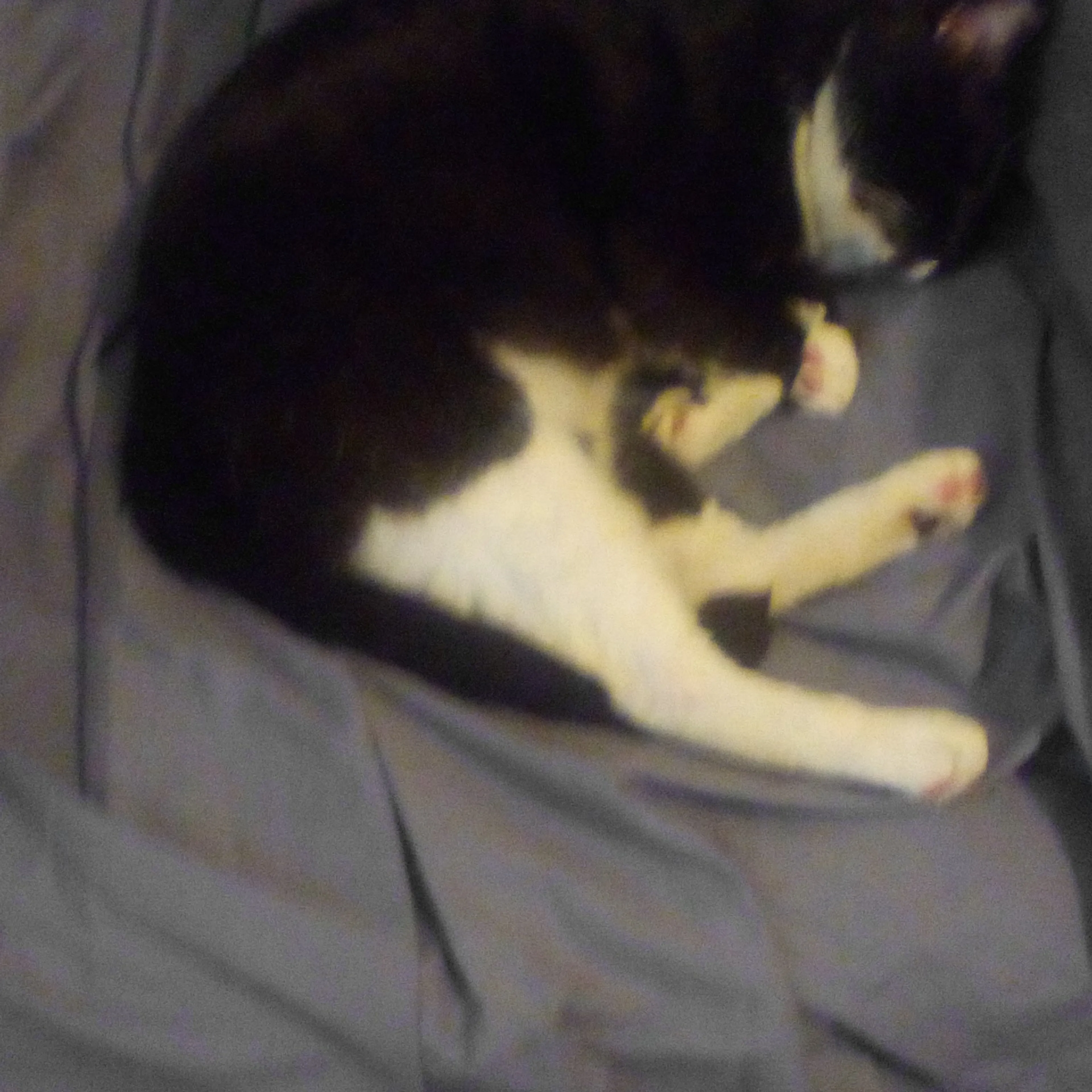 Lost pet-1