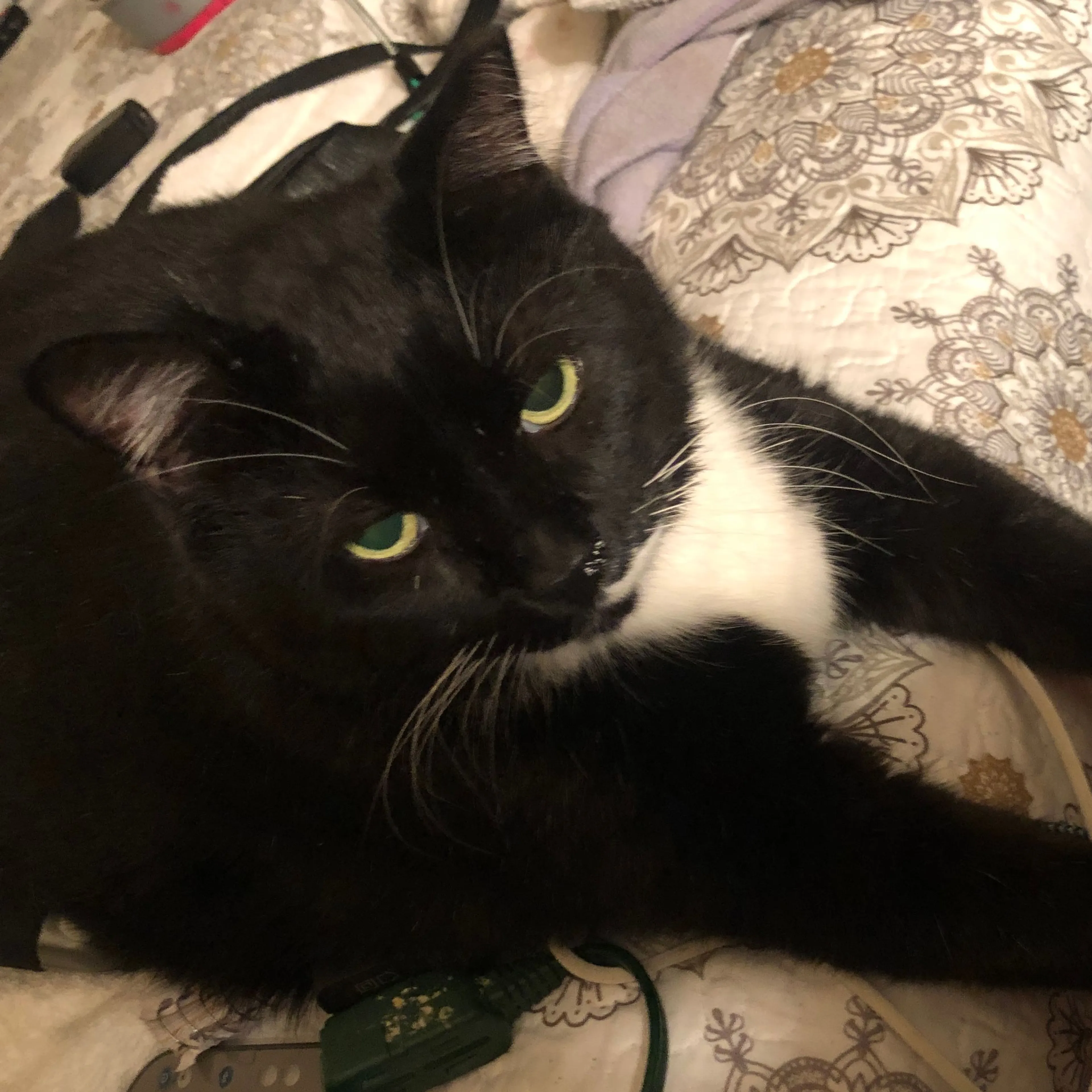 Lost pet-0