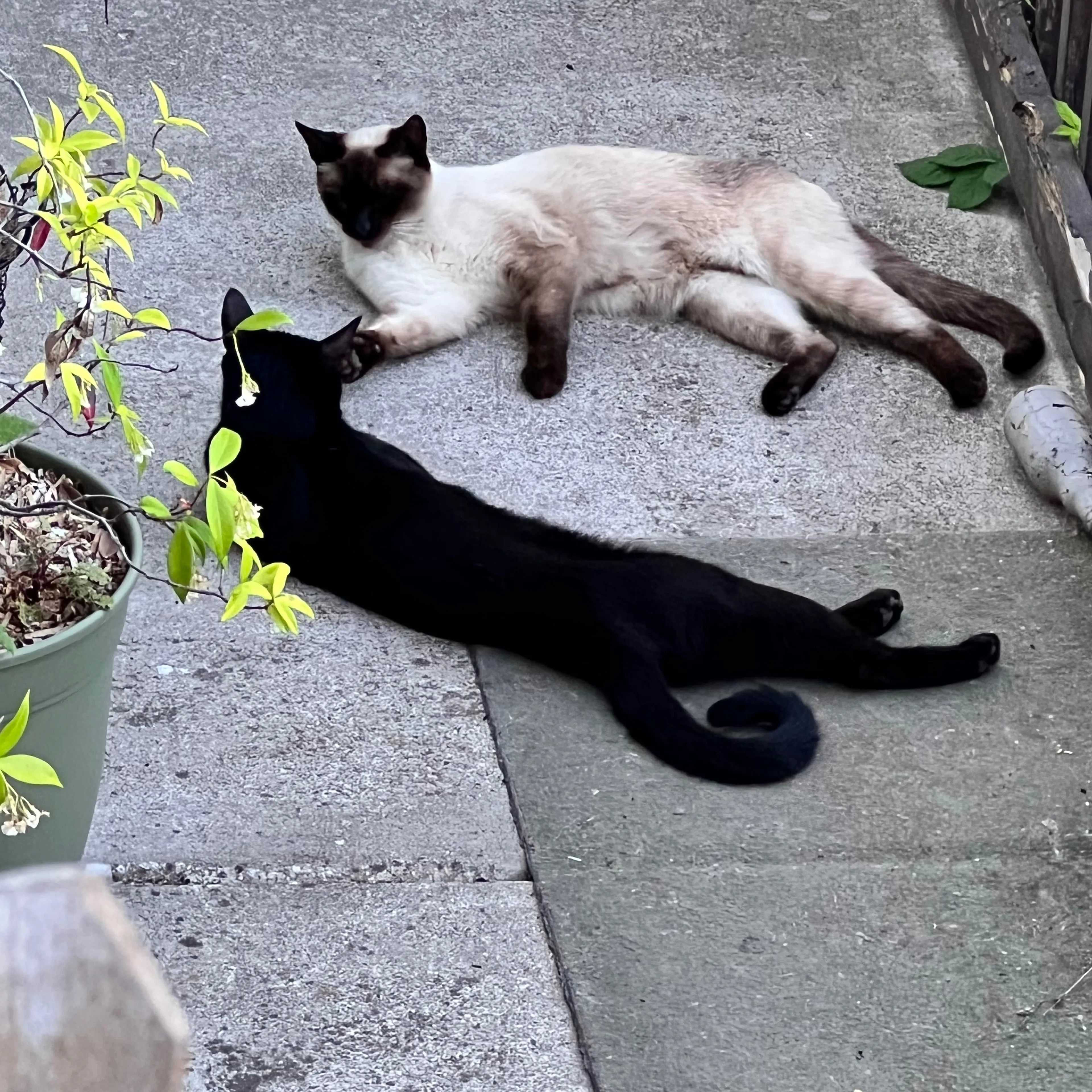 Lost pet-1