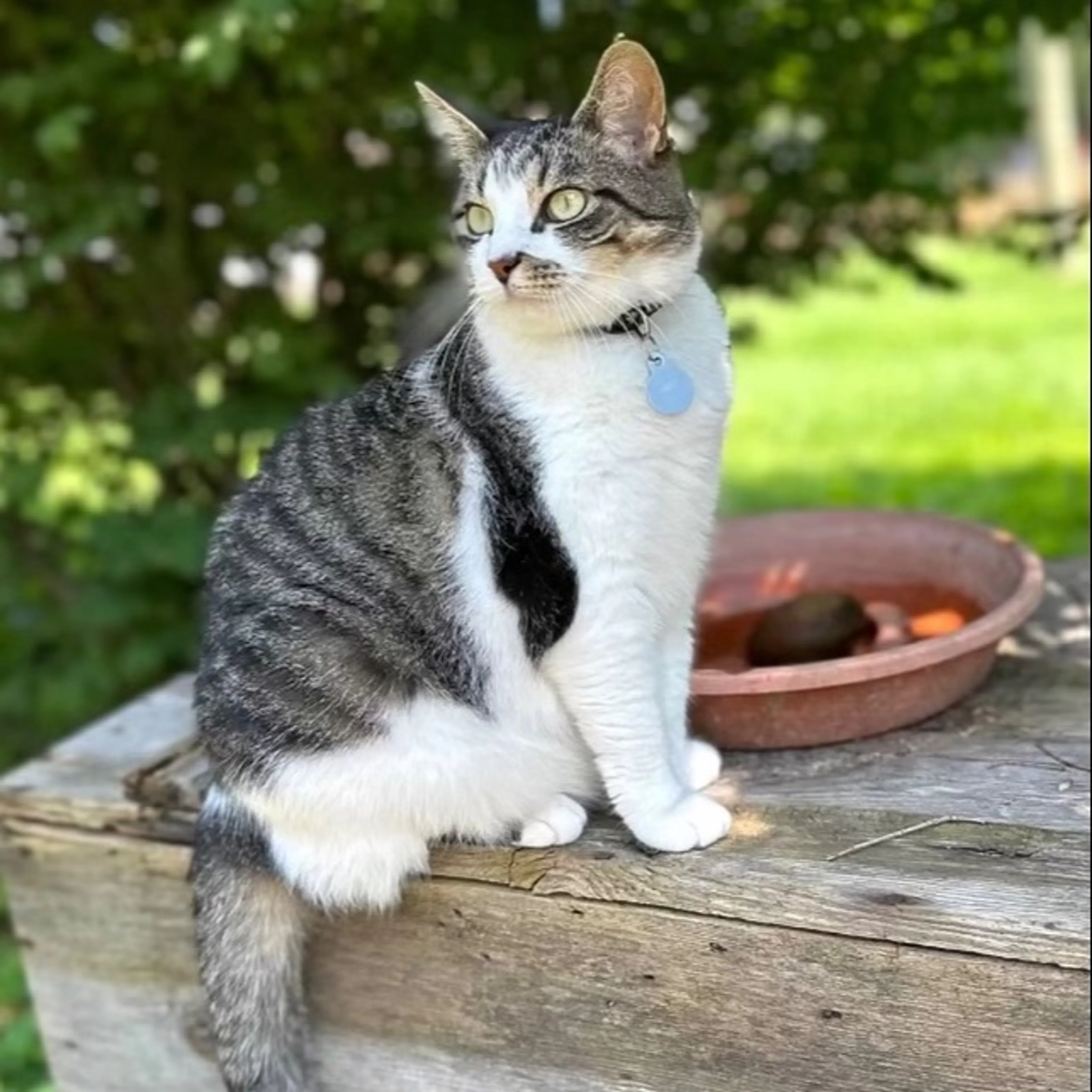 Lost pet