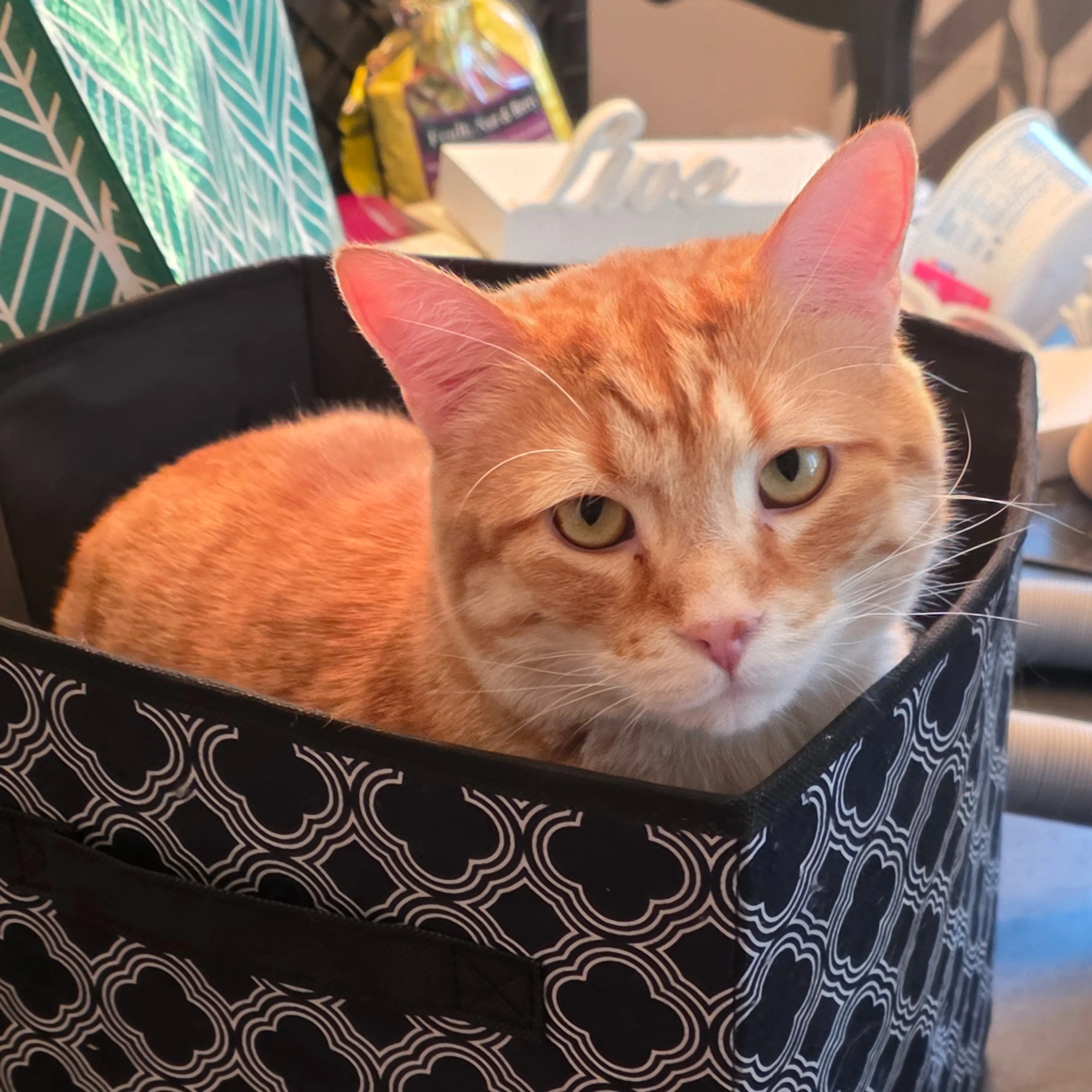 Lost pet-1