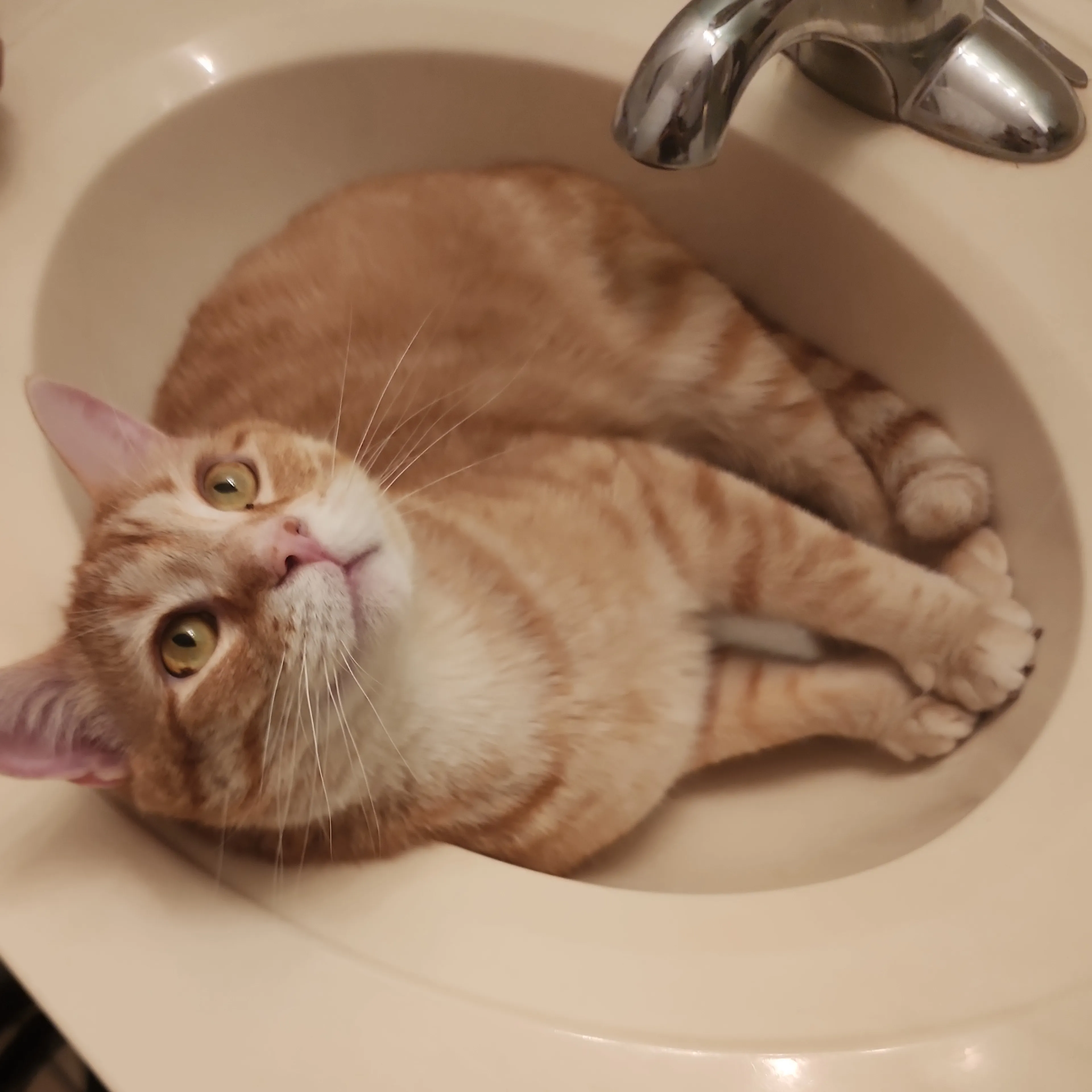 Lost pet-2