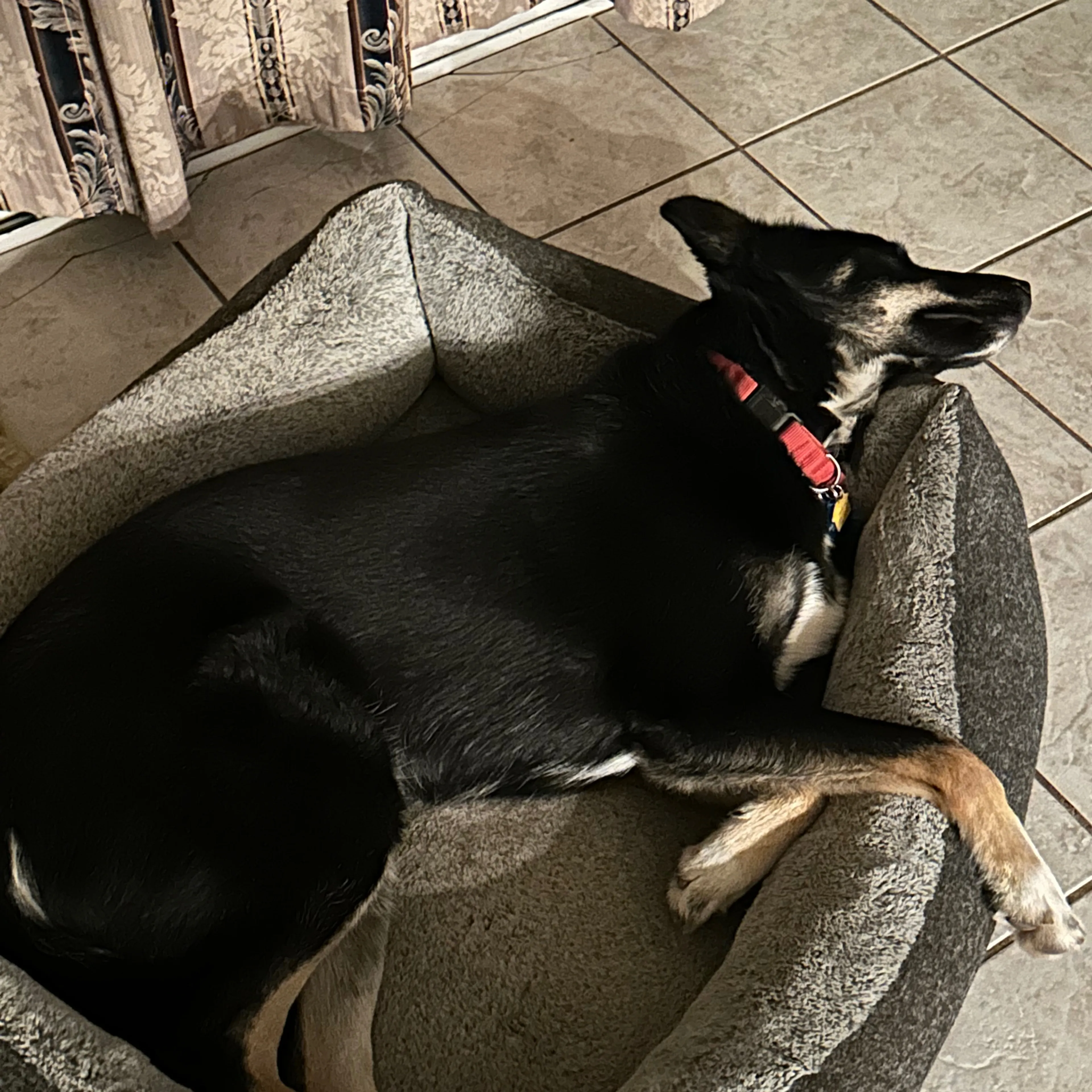 Lost pet-1