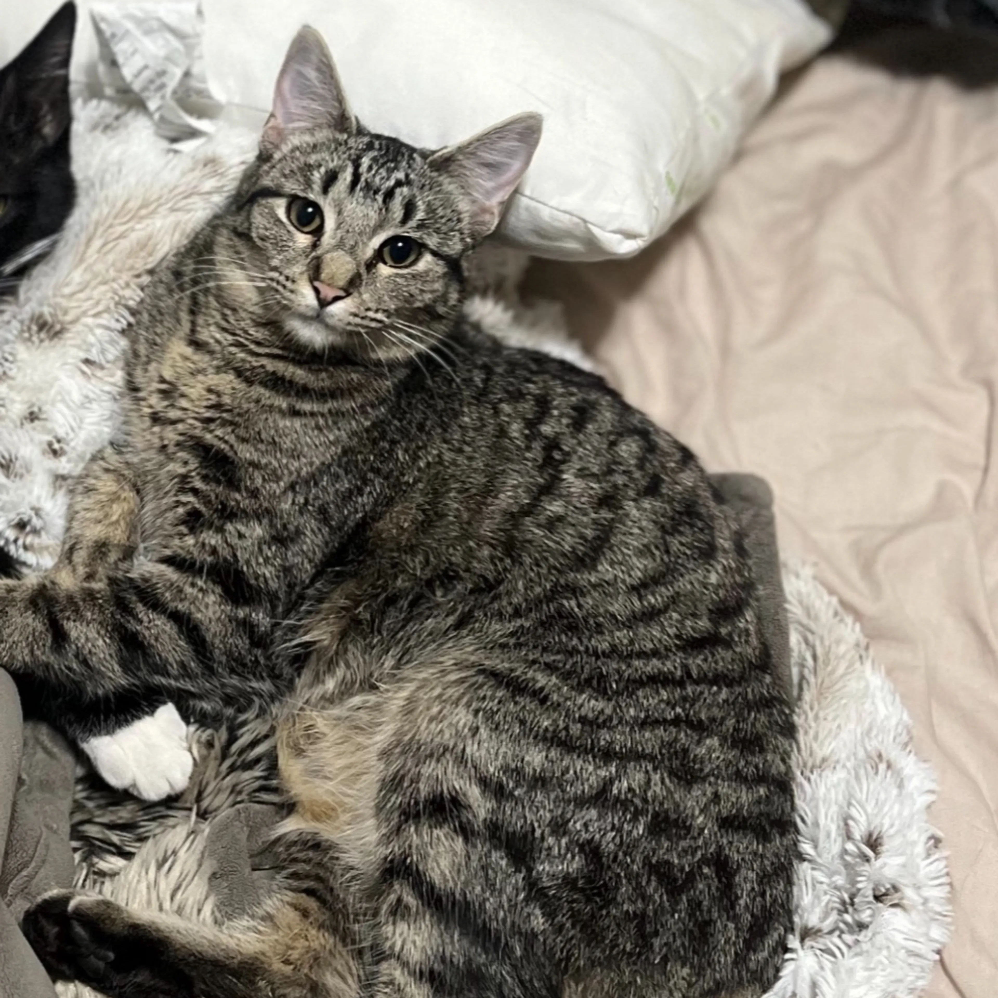 Lost pet-0