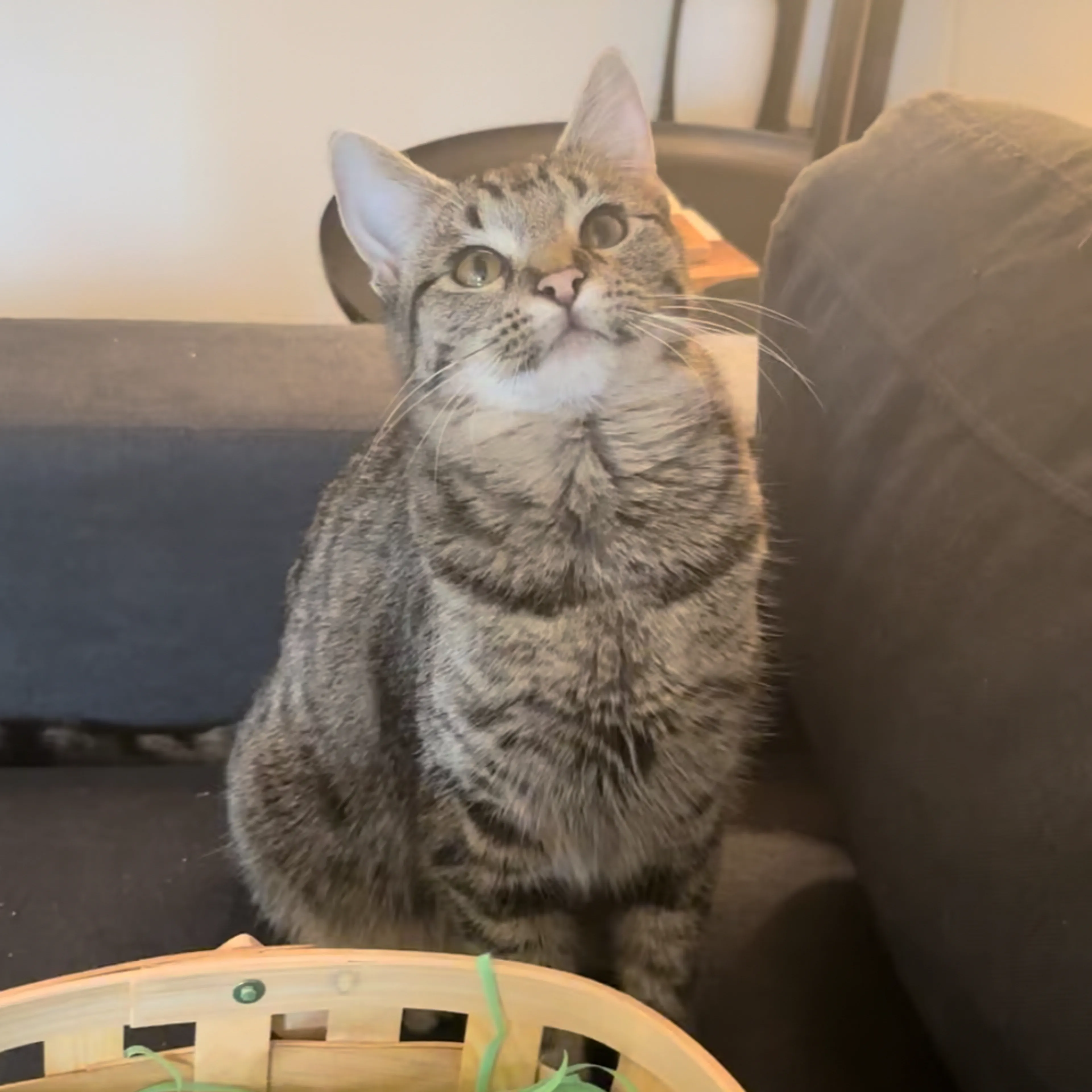 Lost pet-1