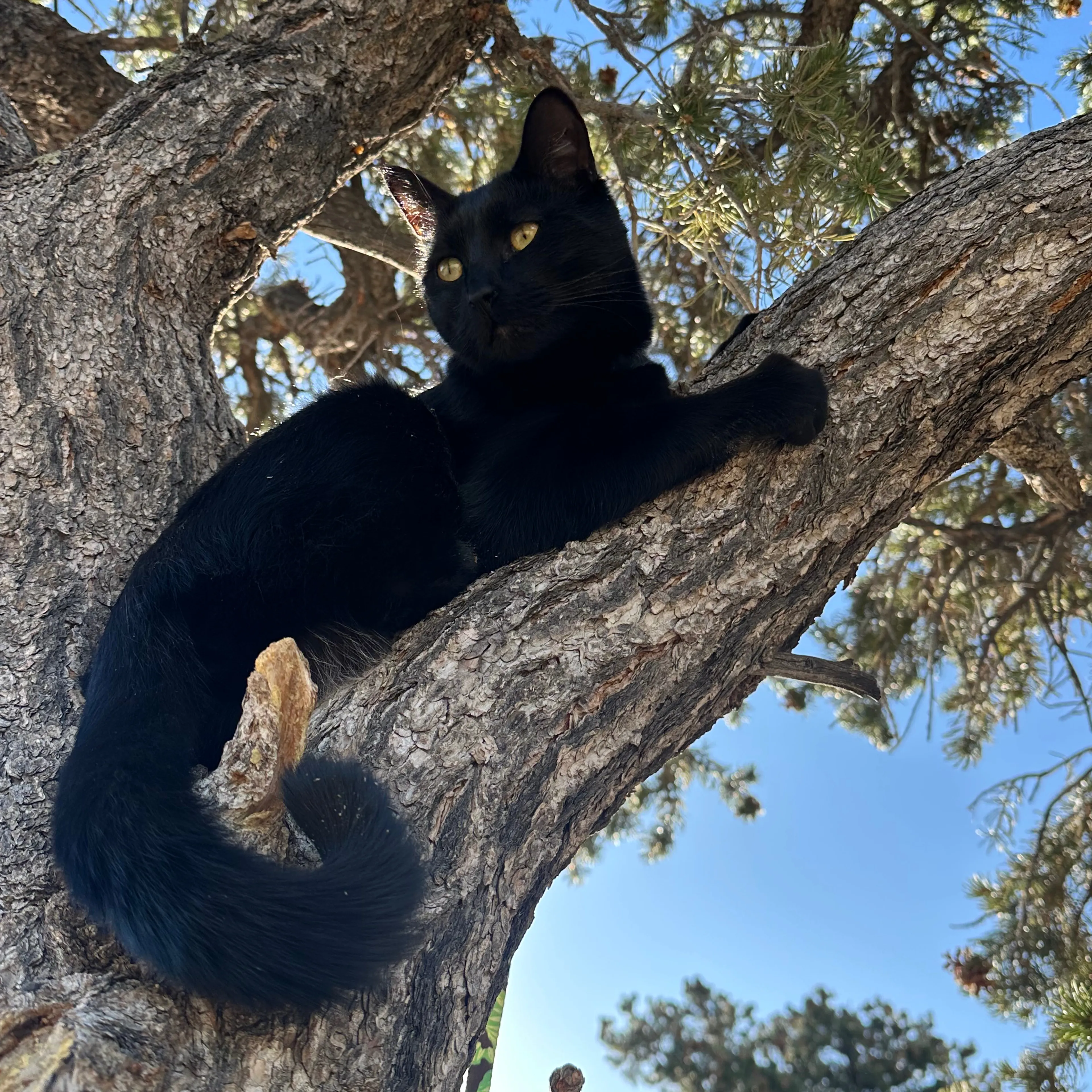 Lost pet-0
