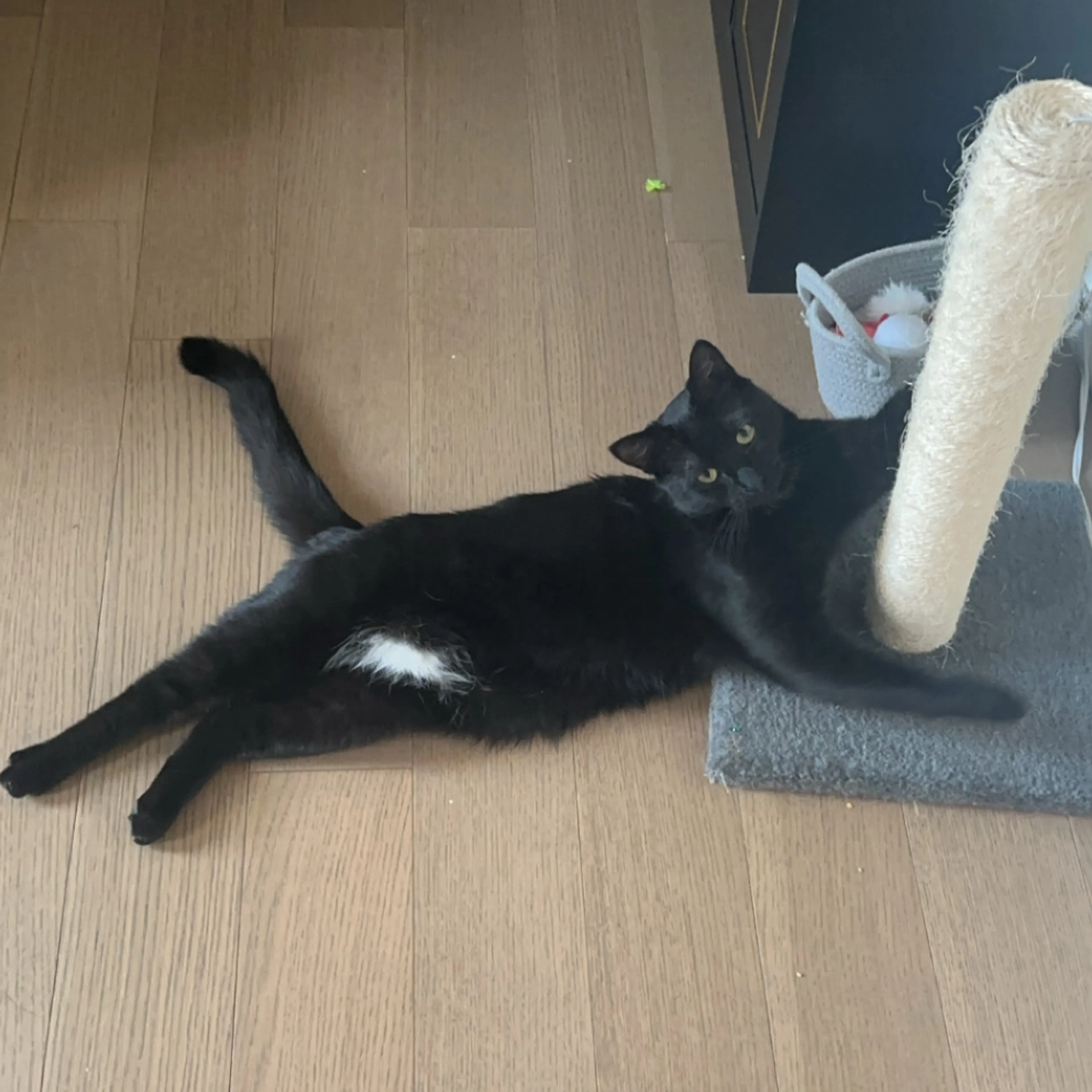 Lost pet-1