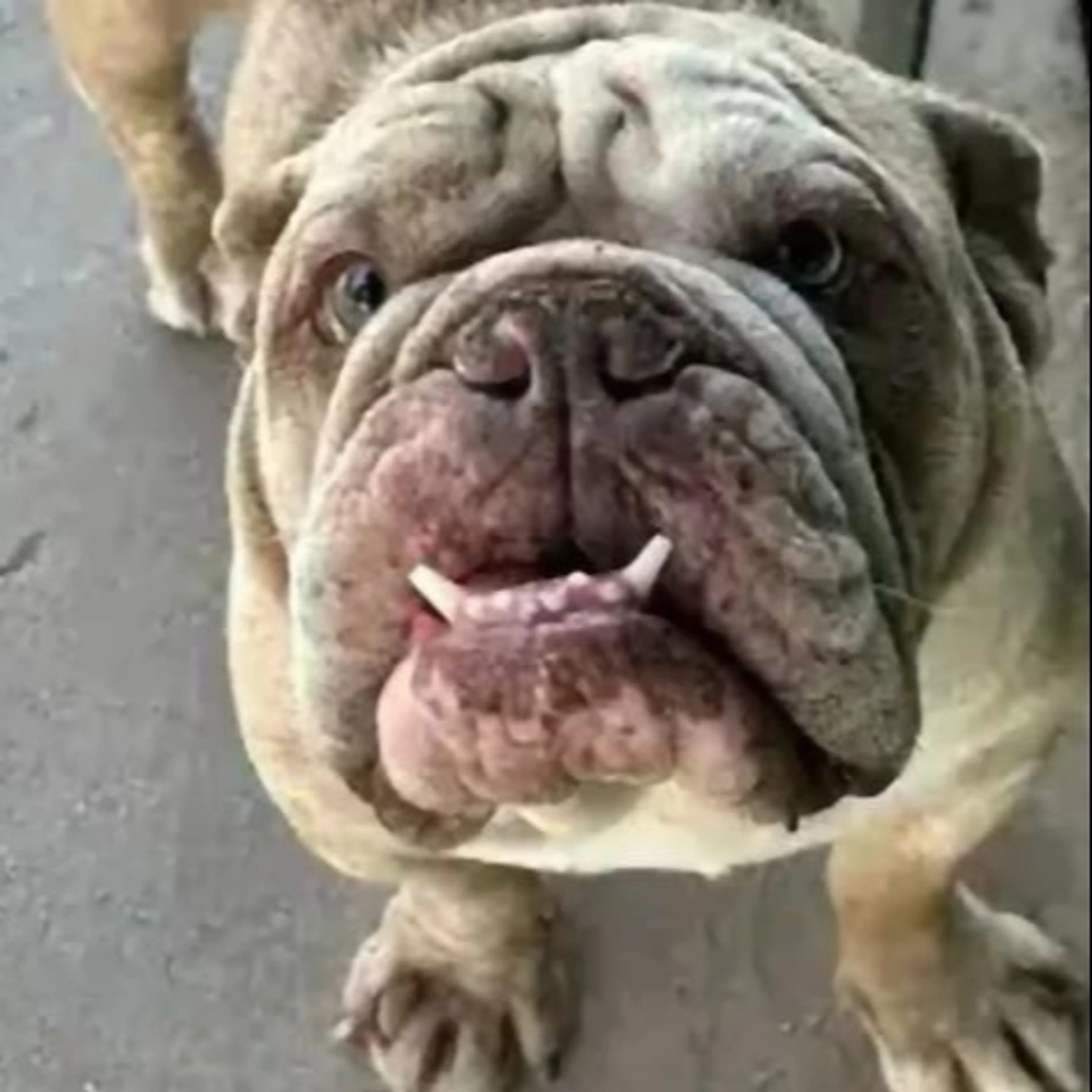 Lost pet
