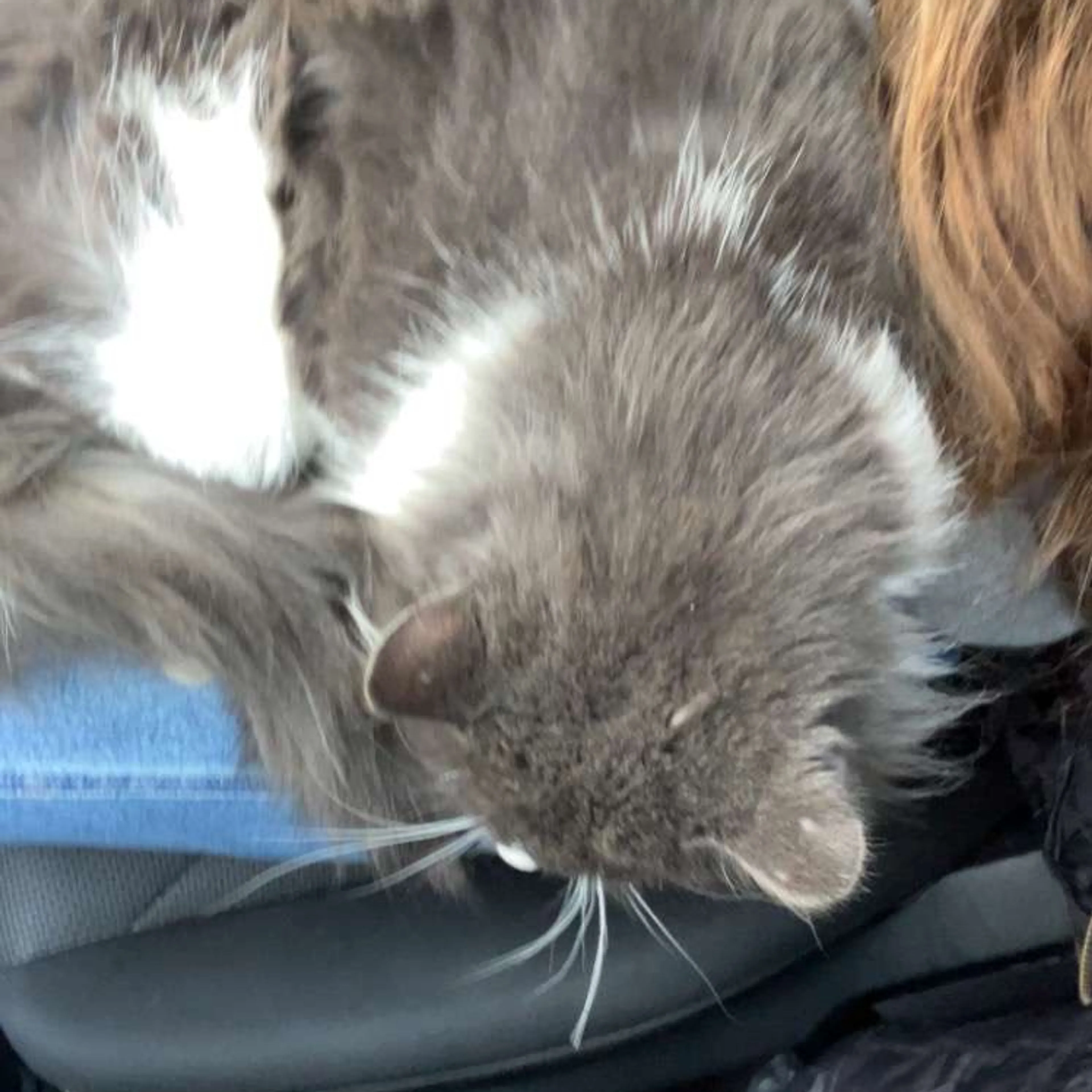 Lost pet-1
