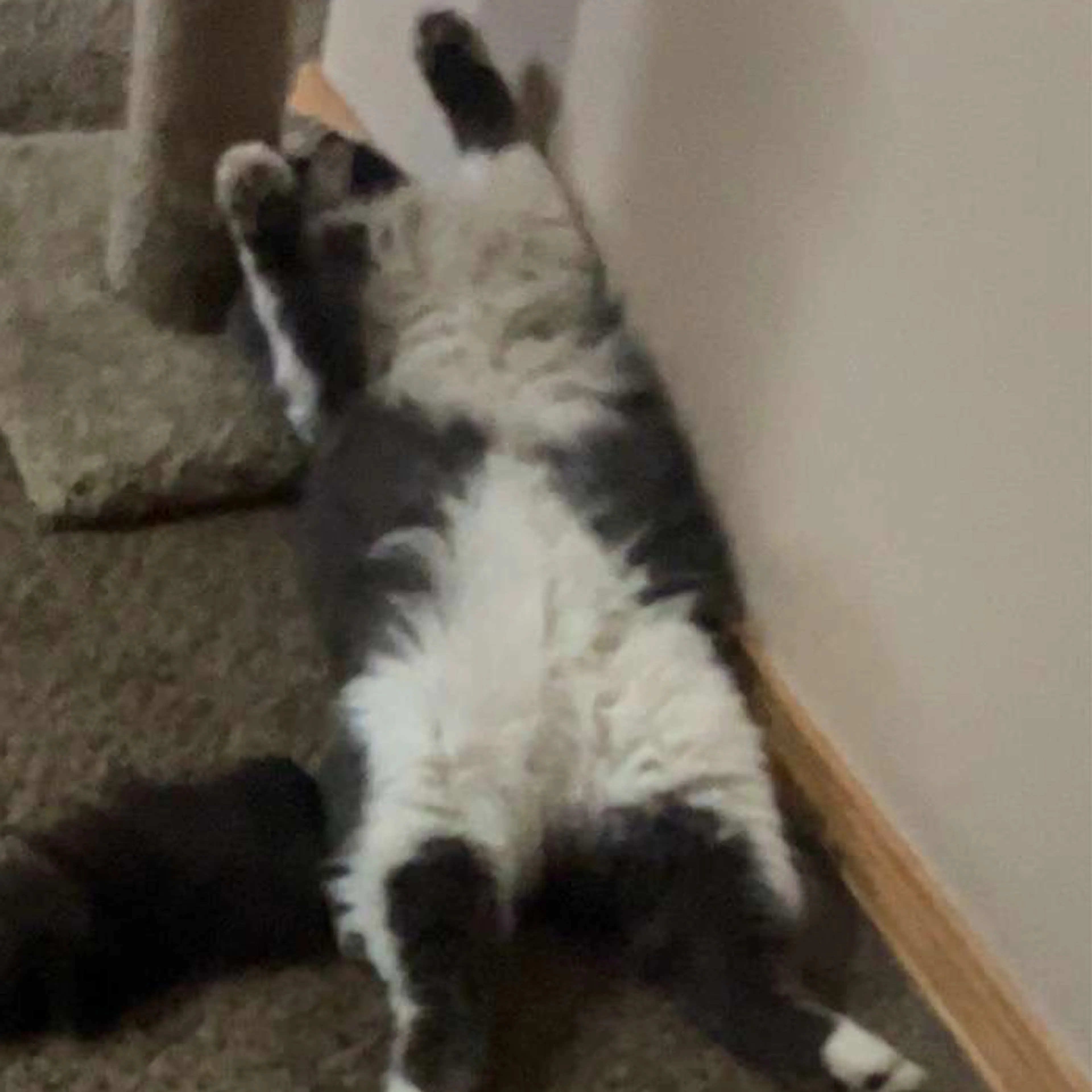 Lost pet-3