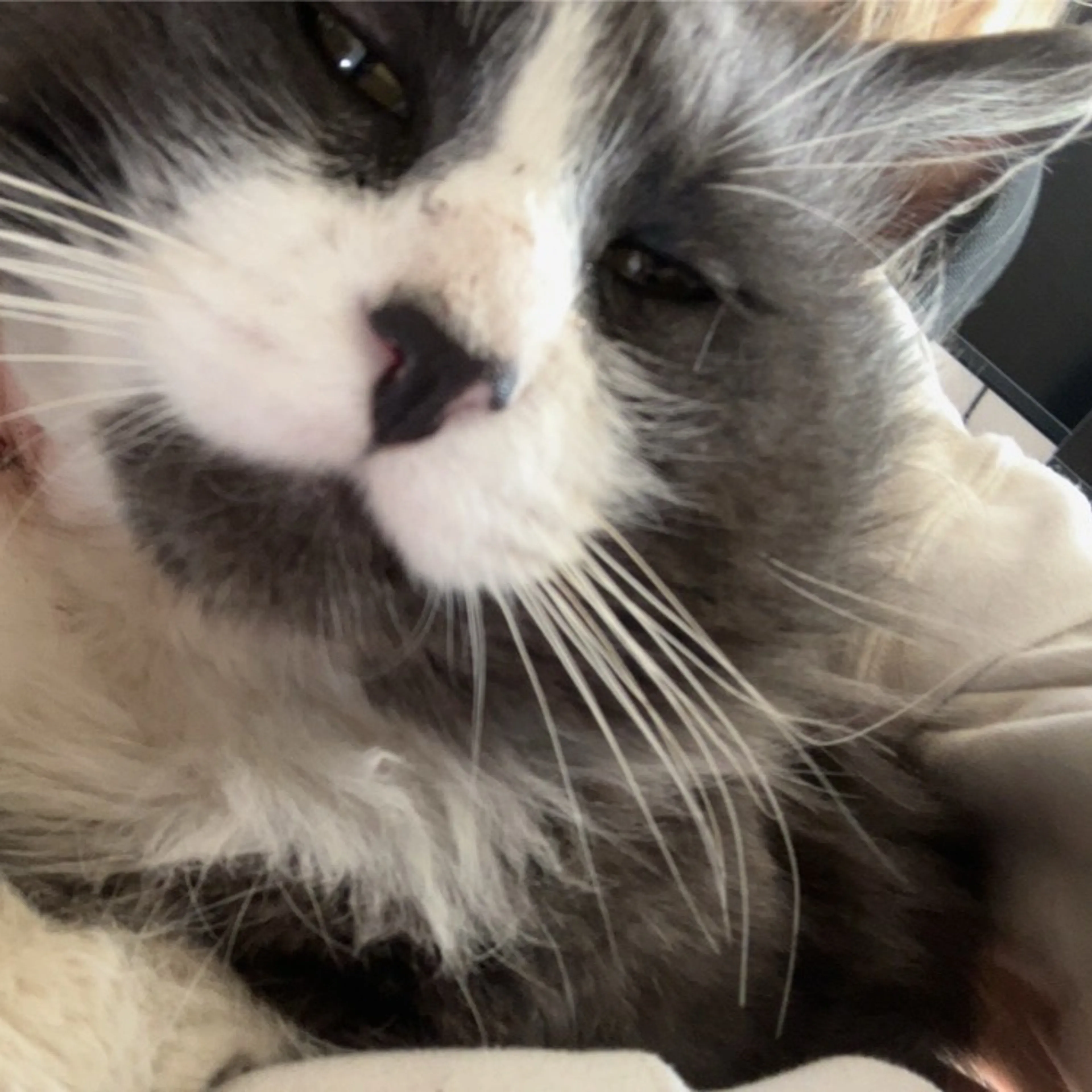 Lost pet-2