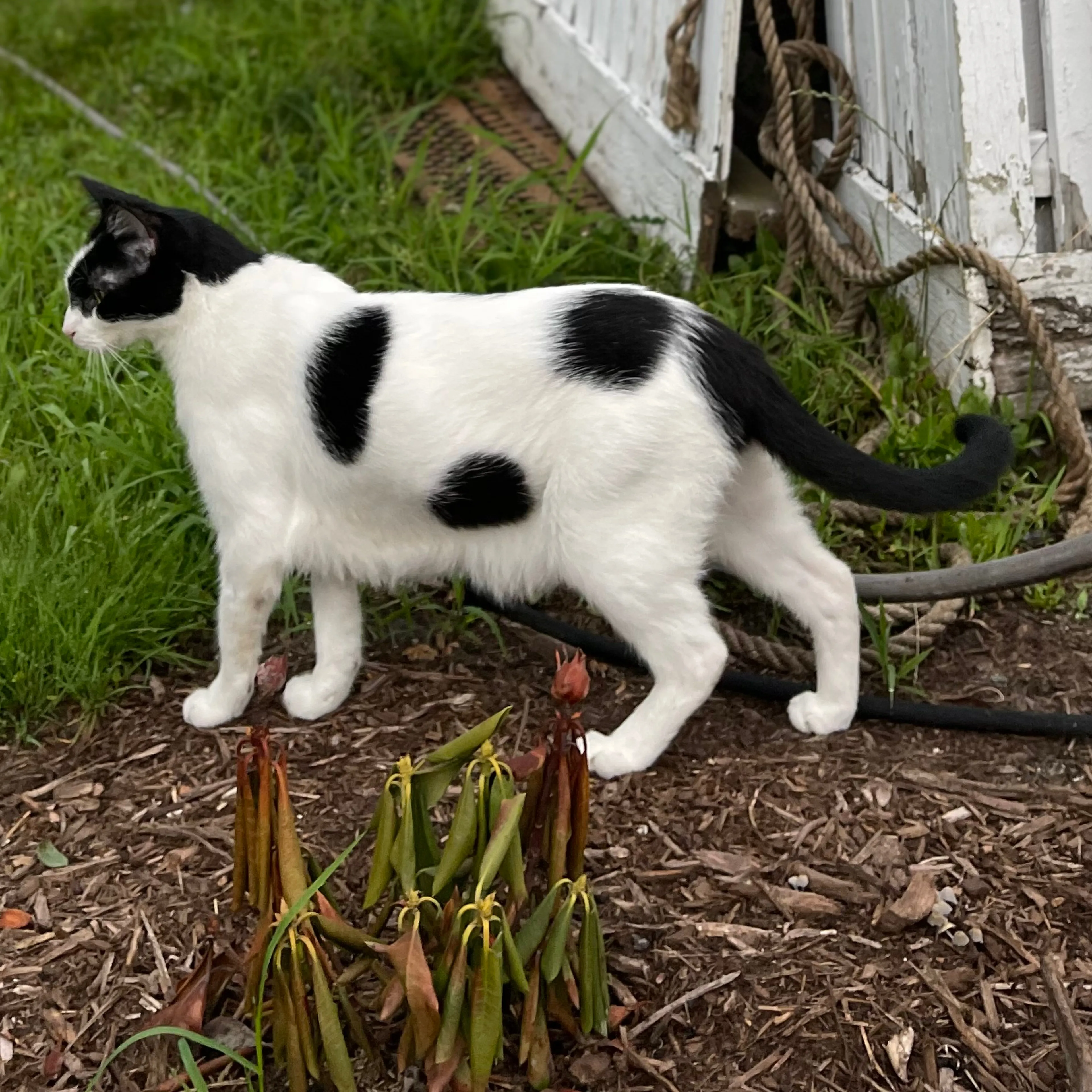 Lost pet-1