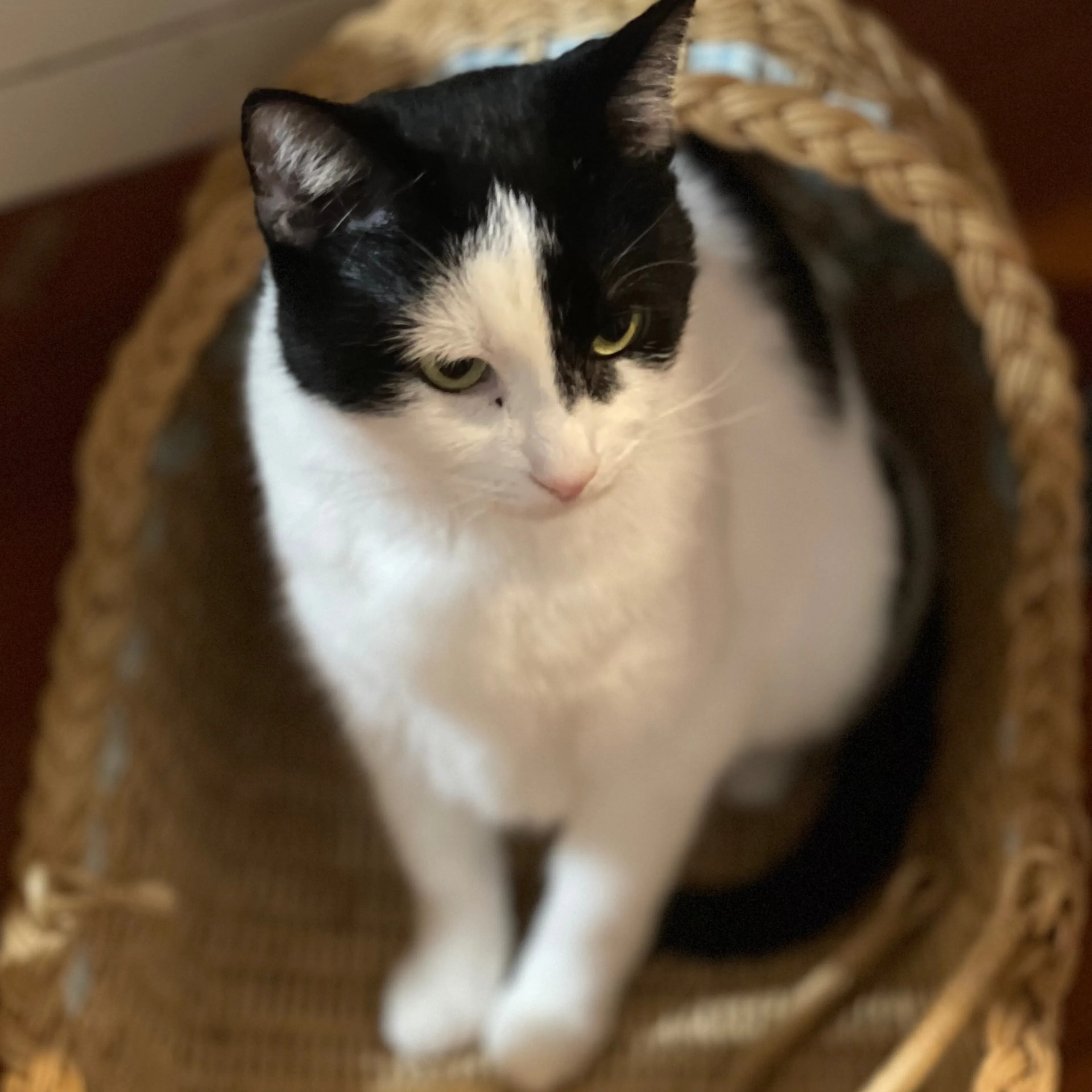 Lost pet-2