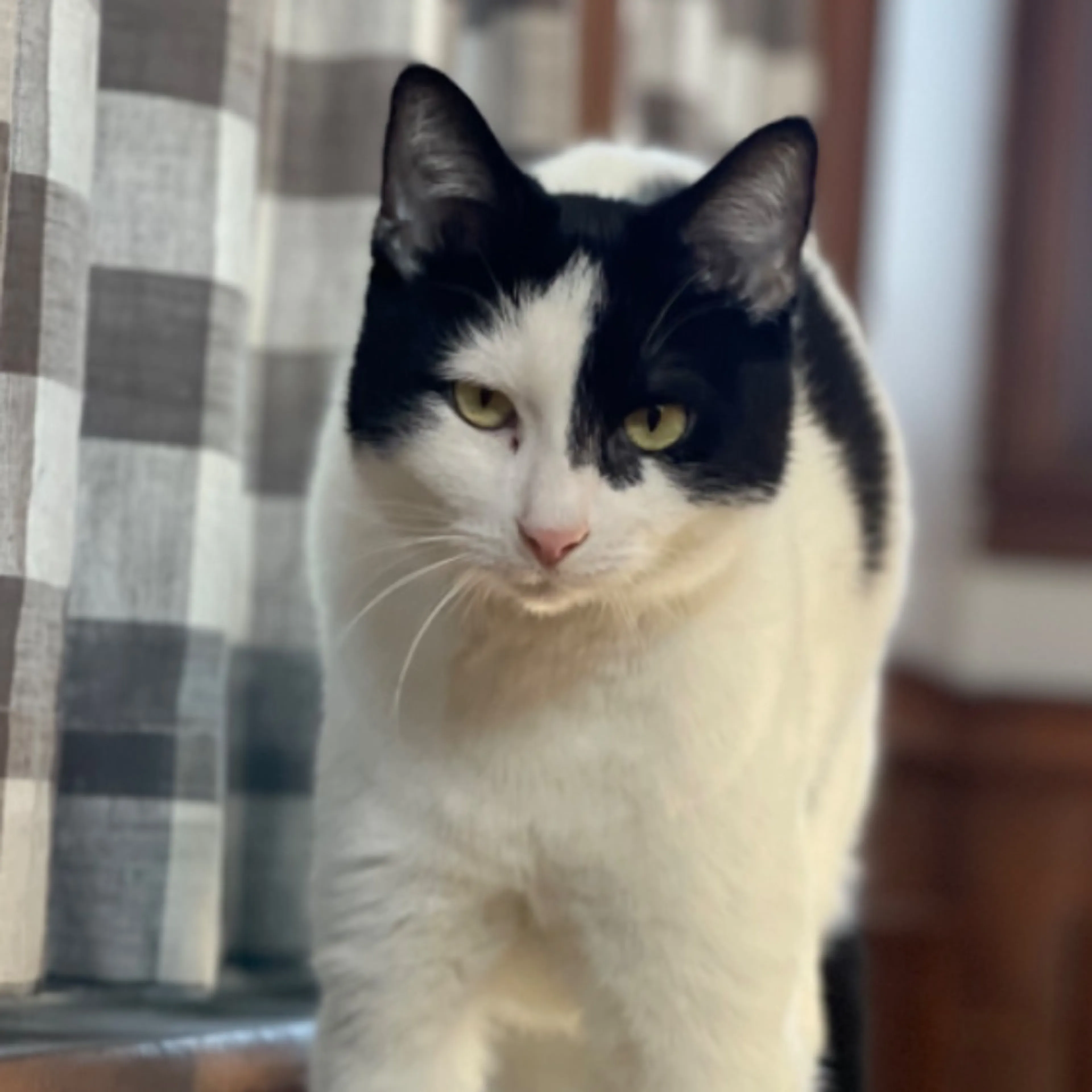 Lost pet-0