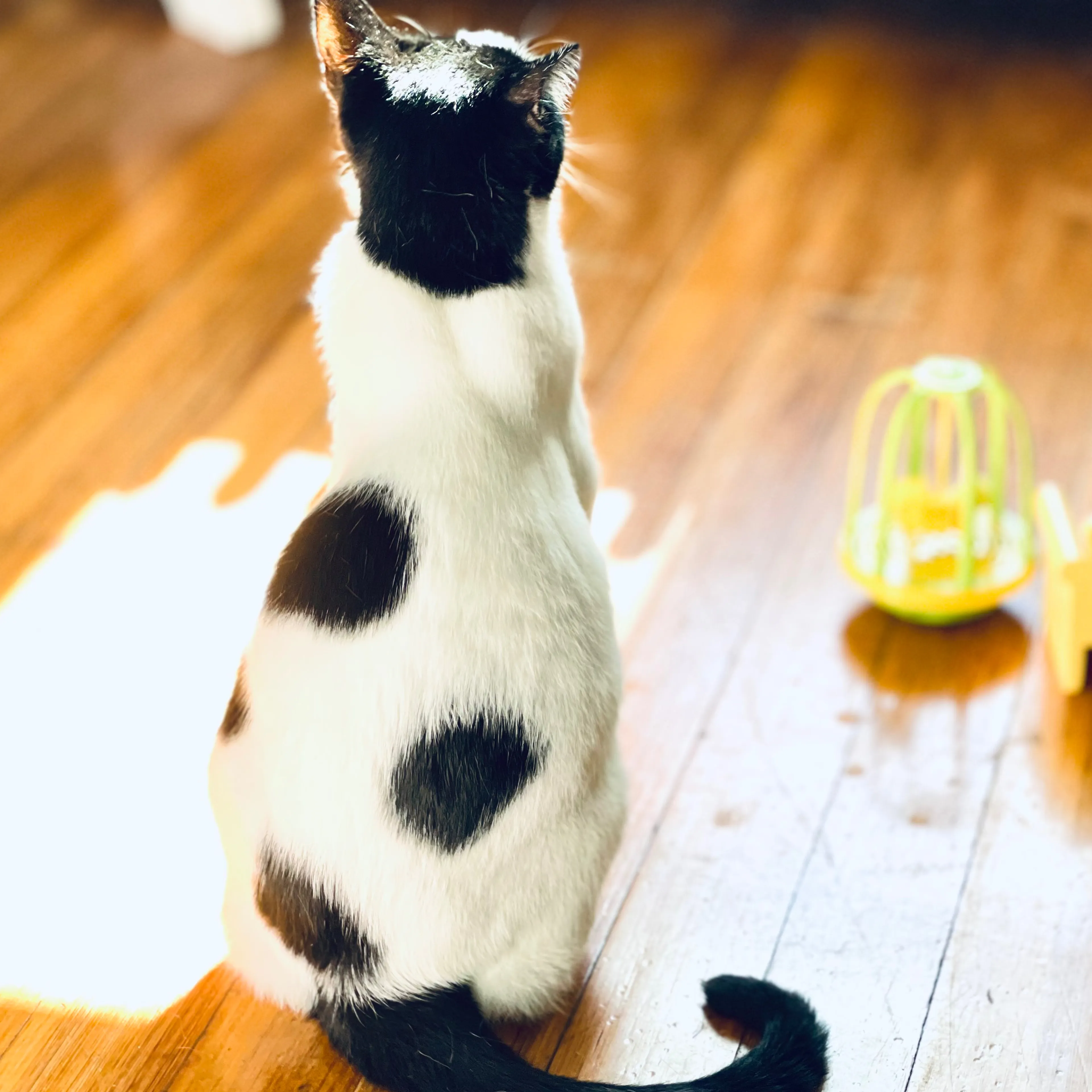 Lost pet-3