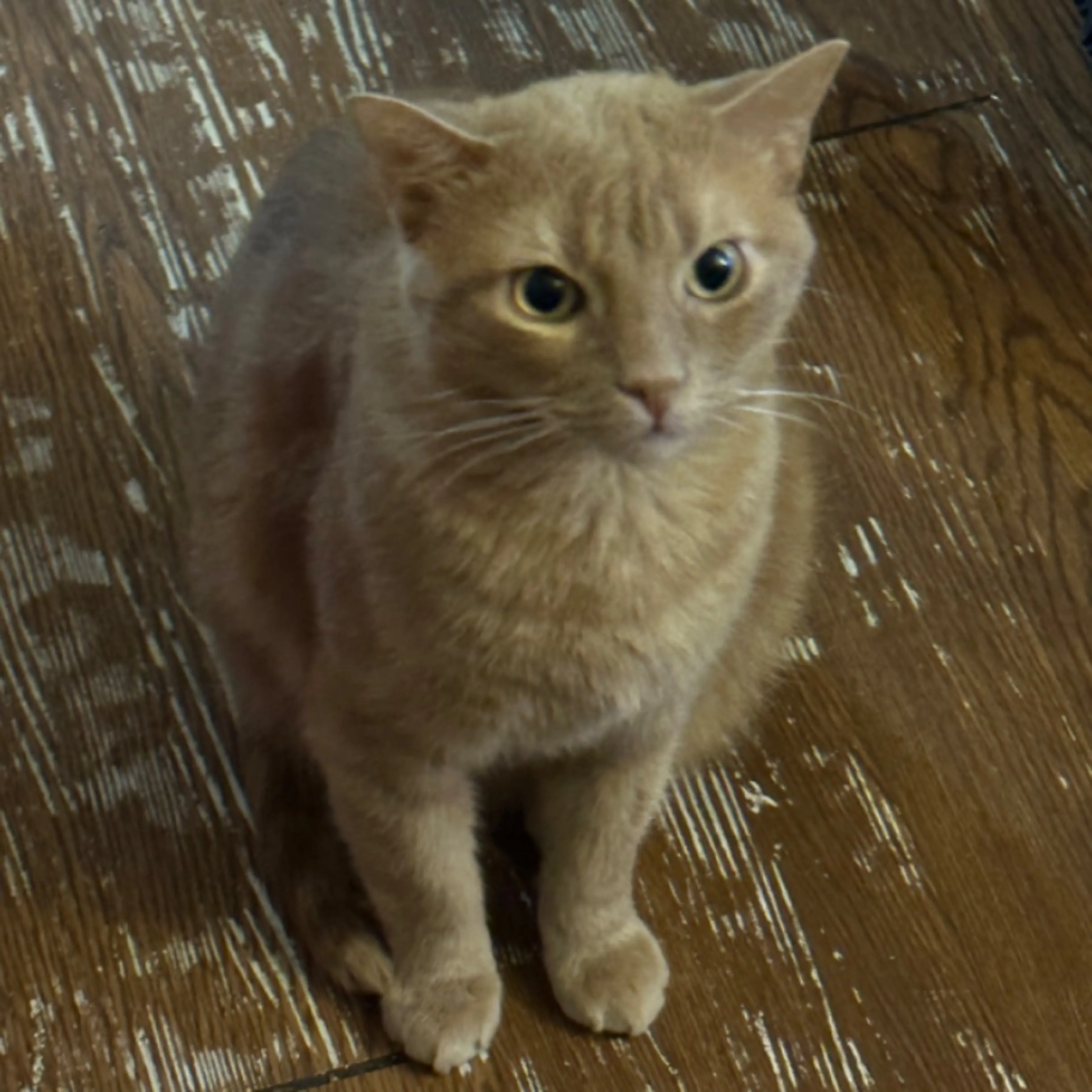 Lost pet
