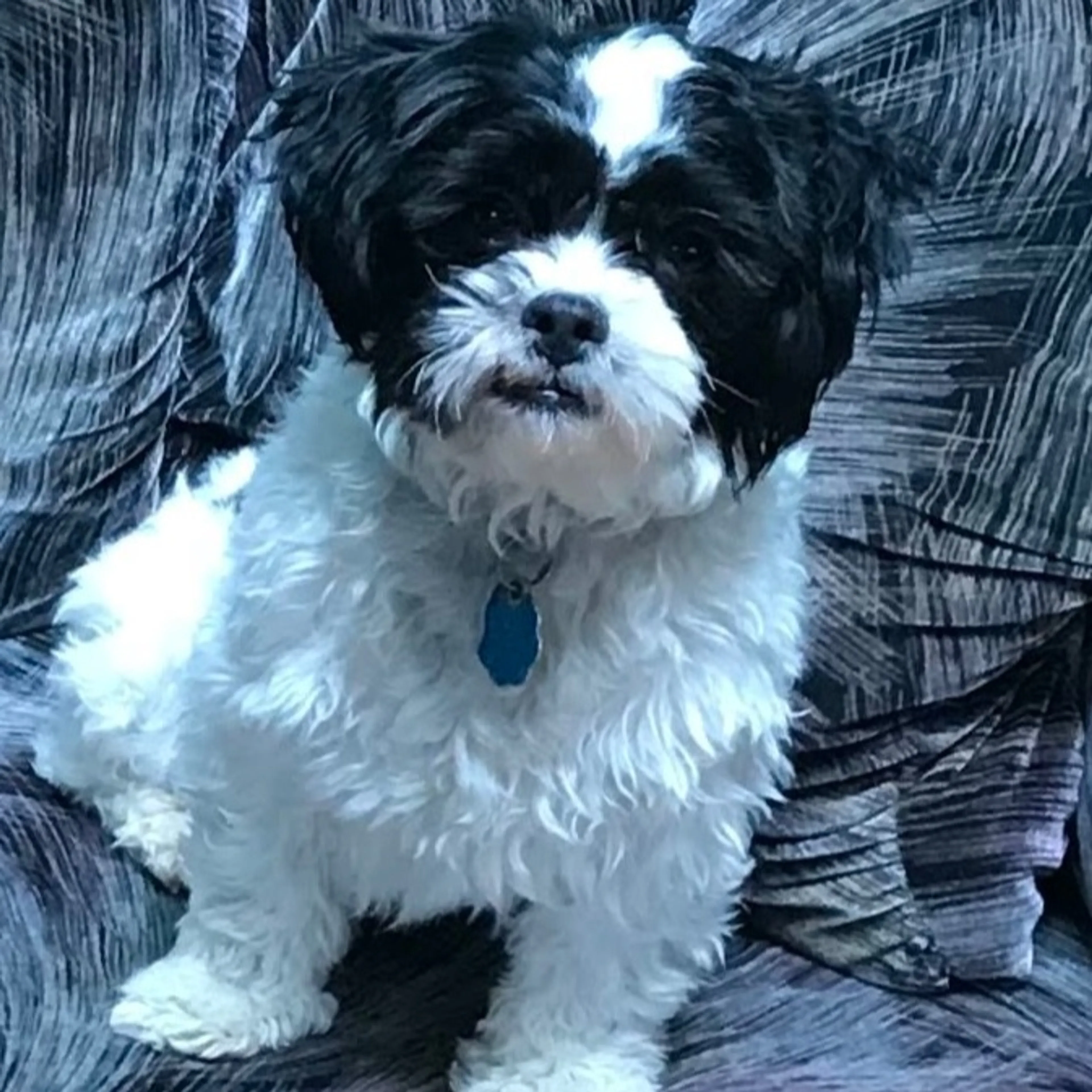 Lost pet-0