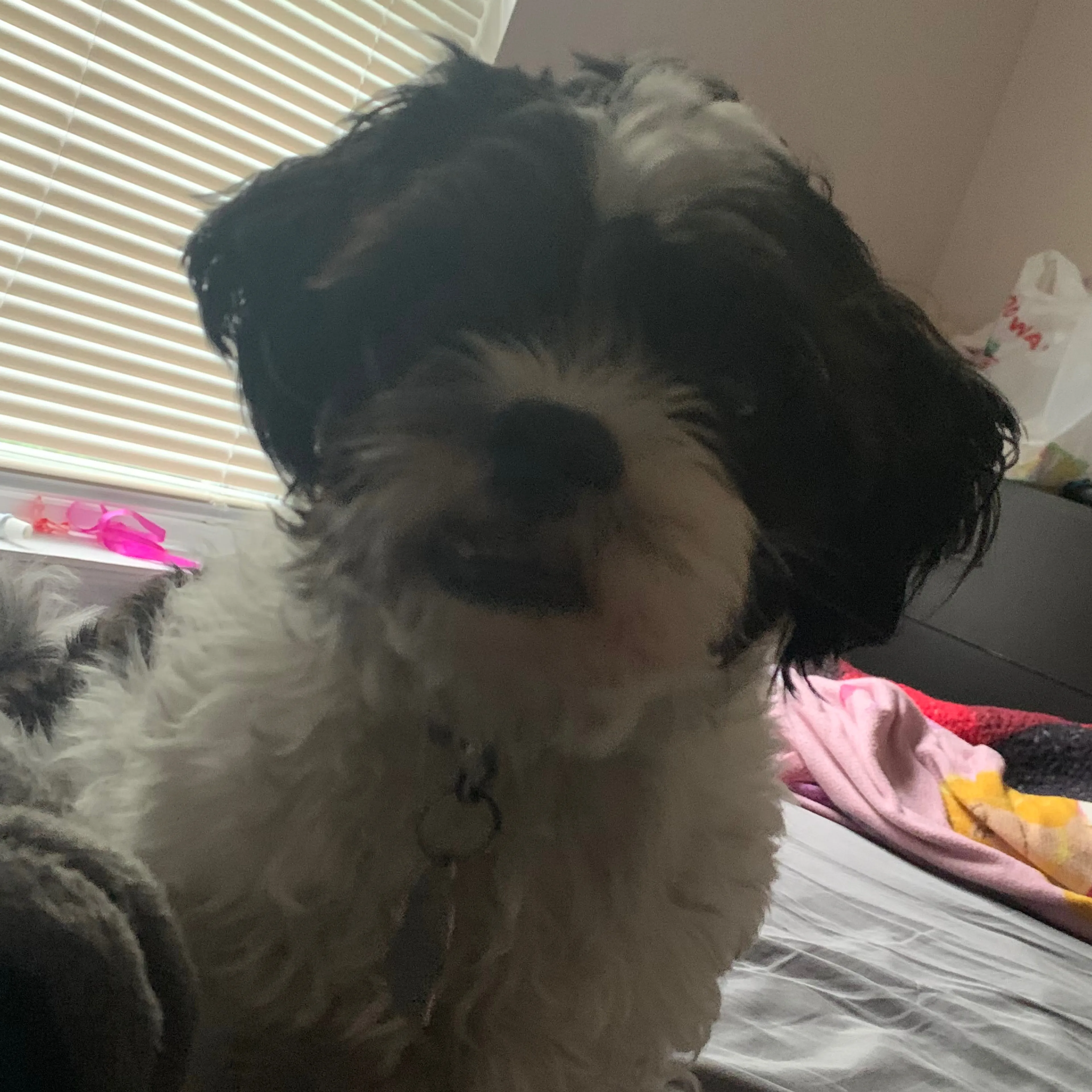 Lost pet-1