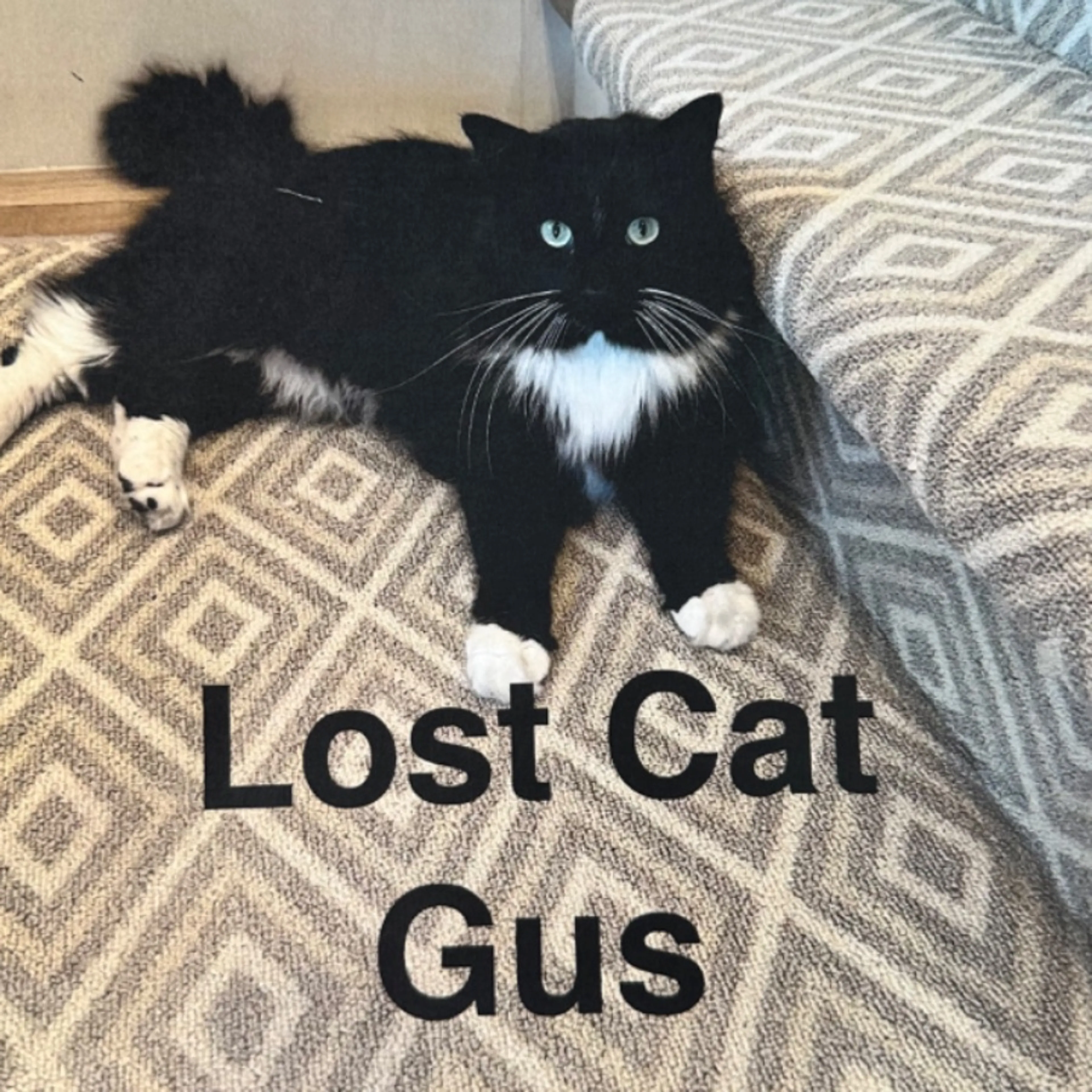 Lost pet