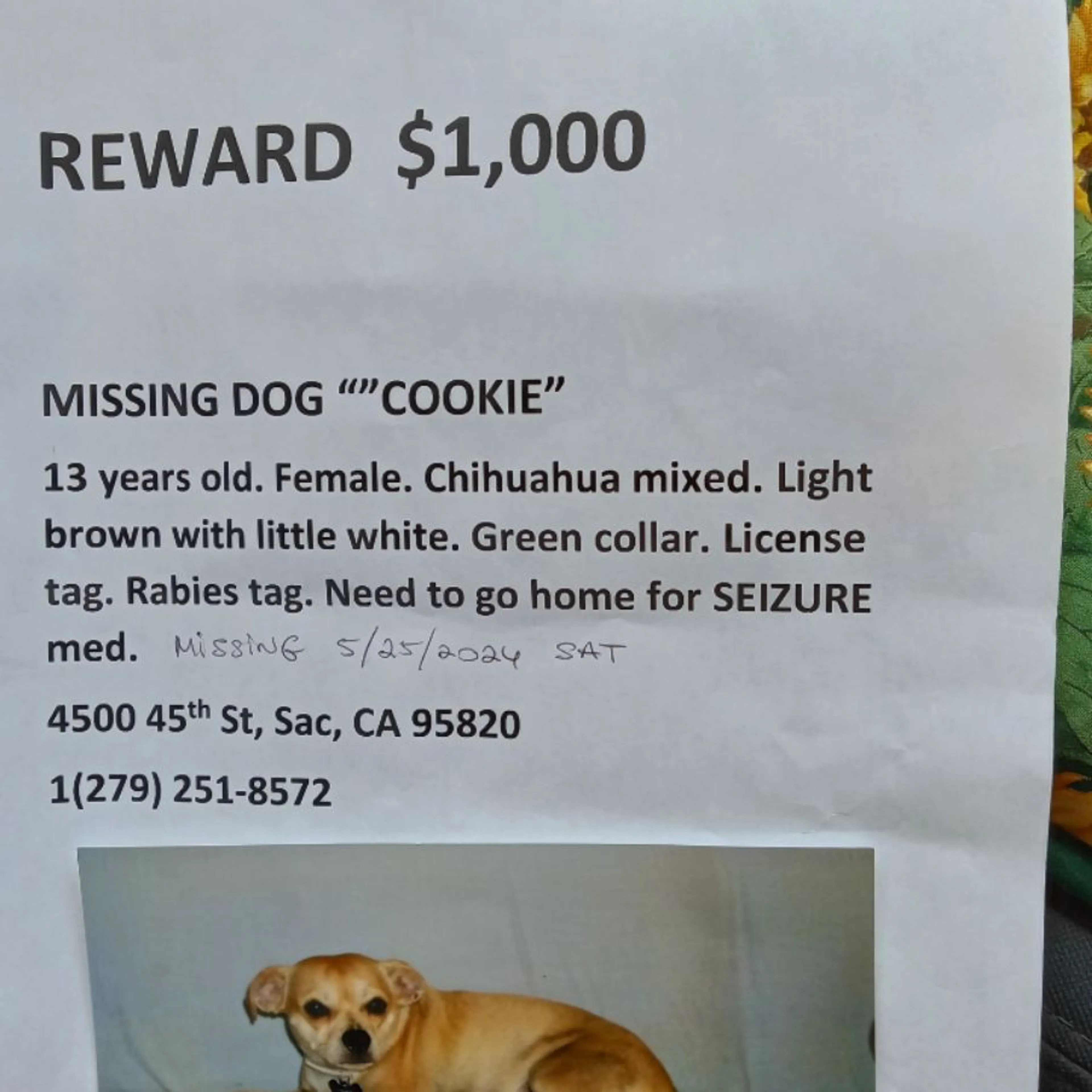 Lost pet