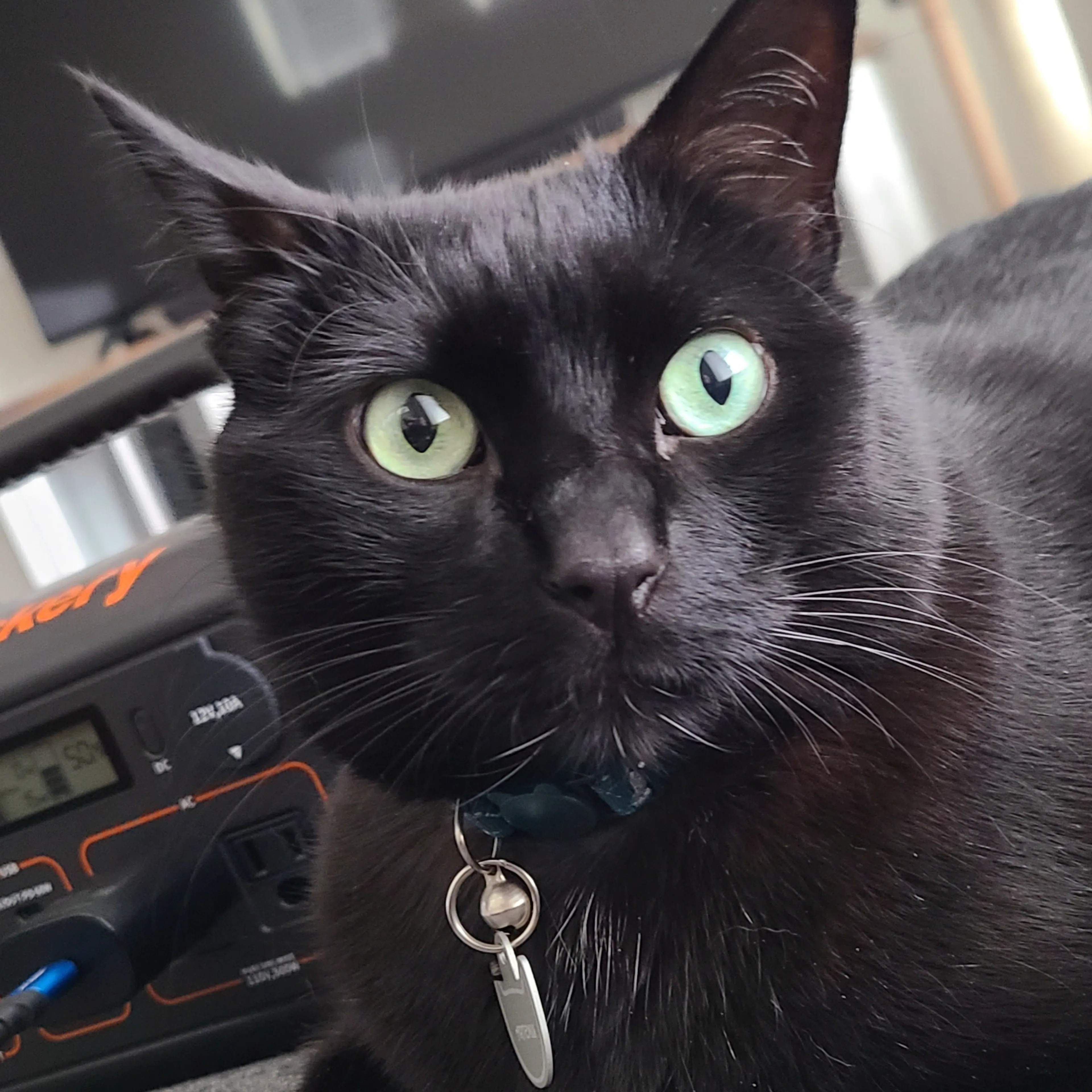 Lost pet-1