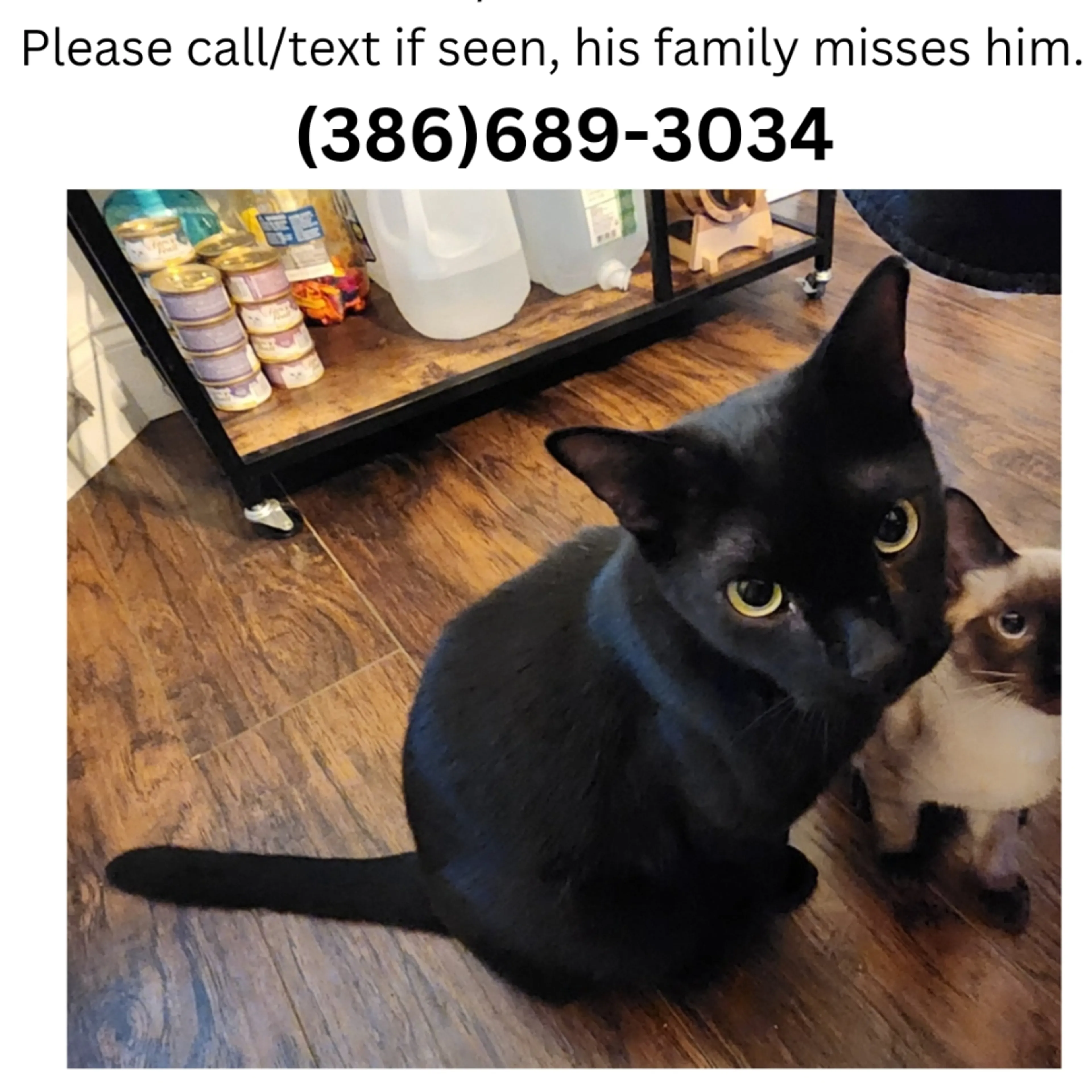 Lost pet-1