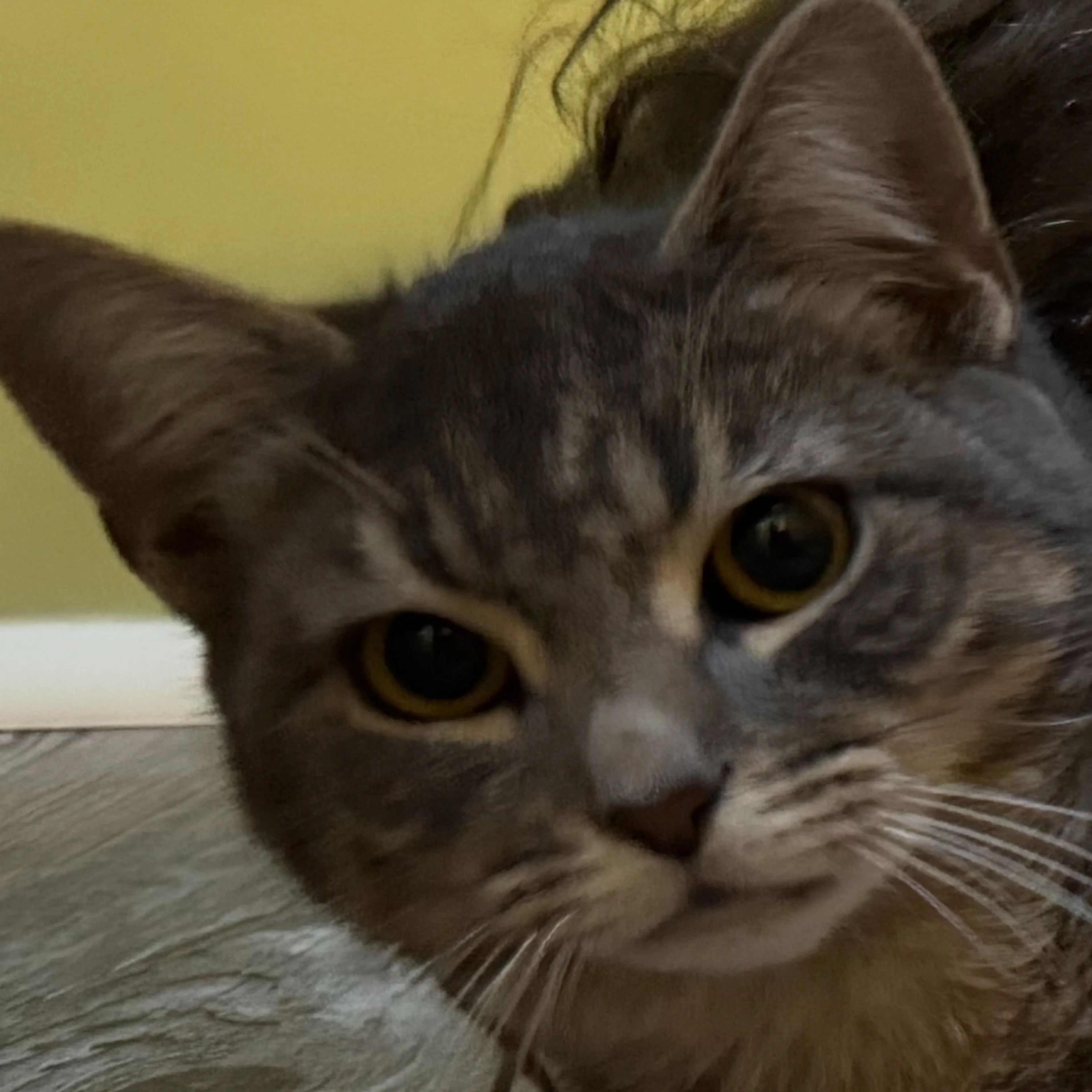 Lost pet-0
