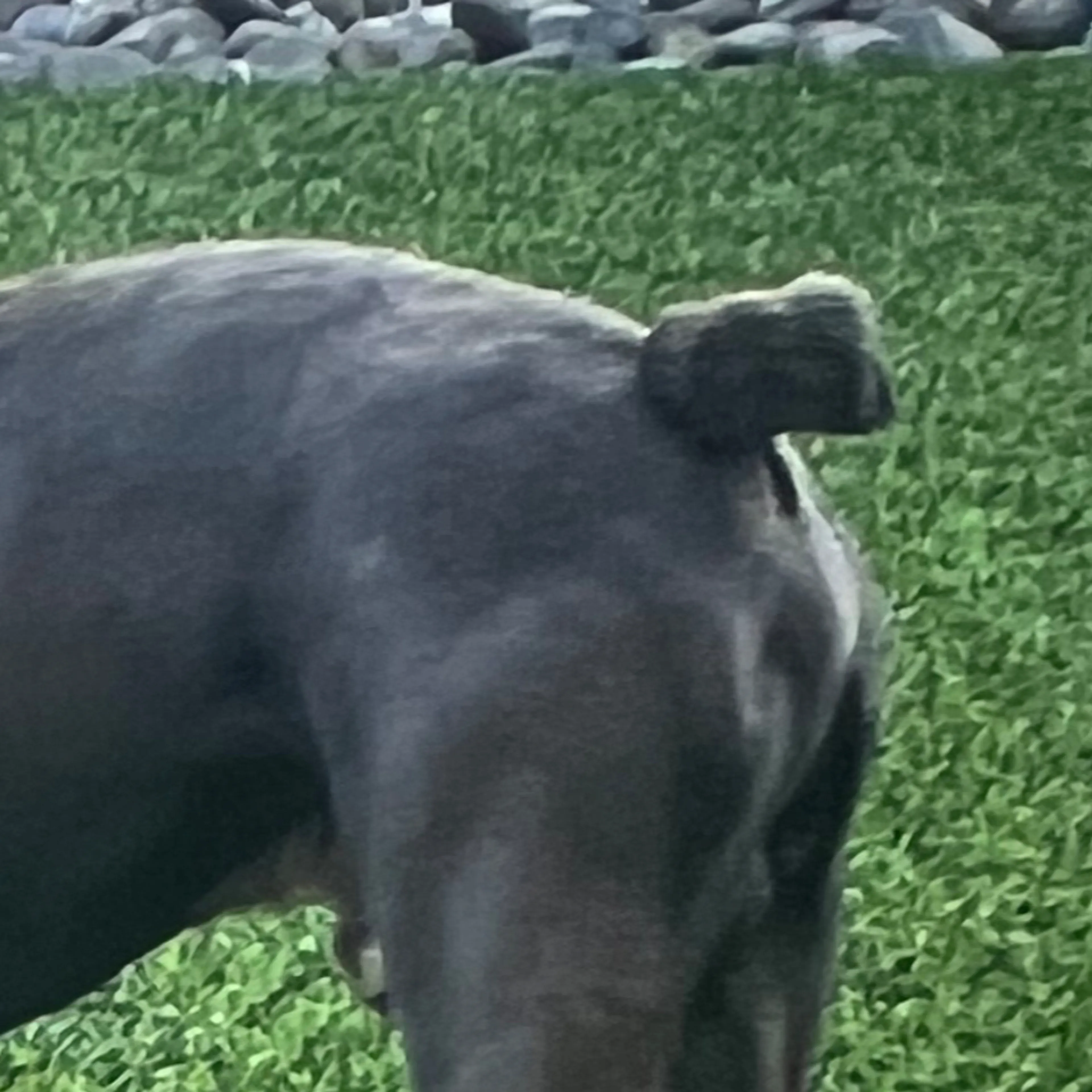Lost pet-3