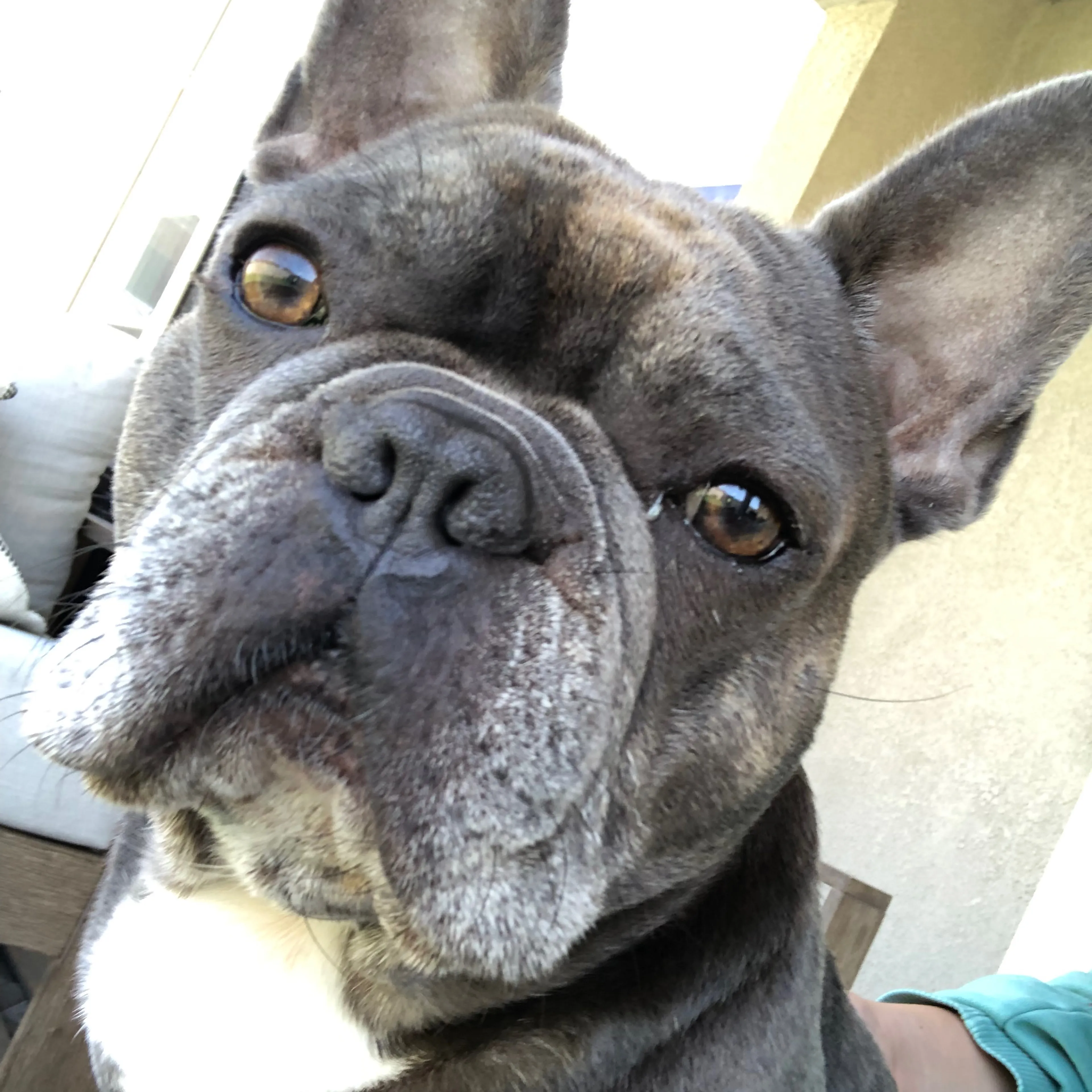 Lost pet-2