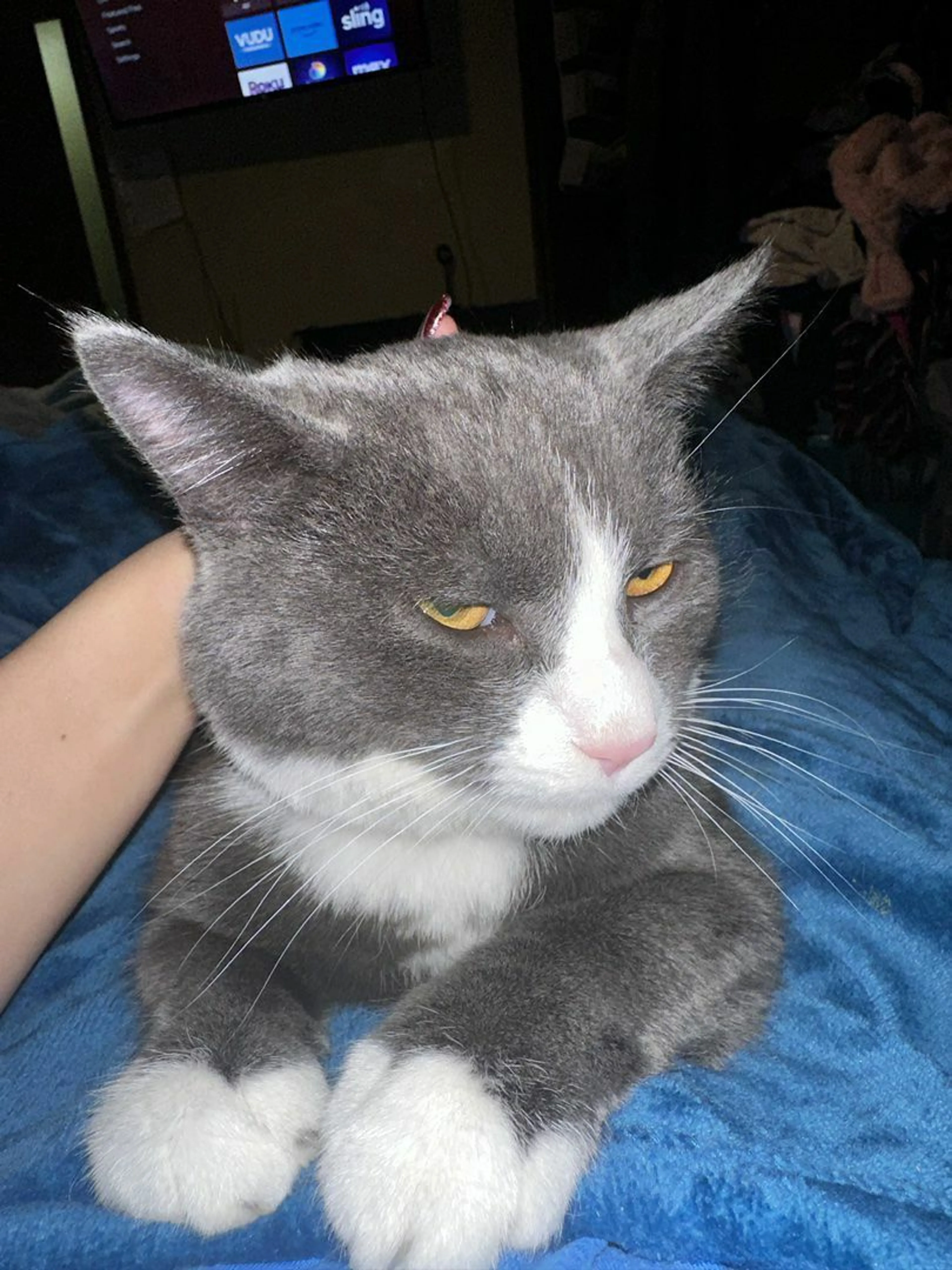 Lost pet