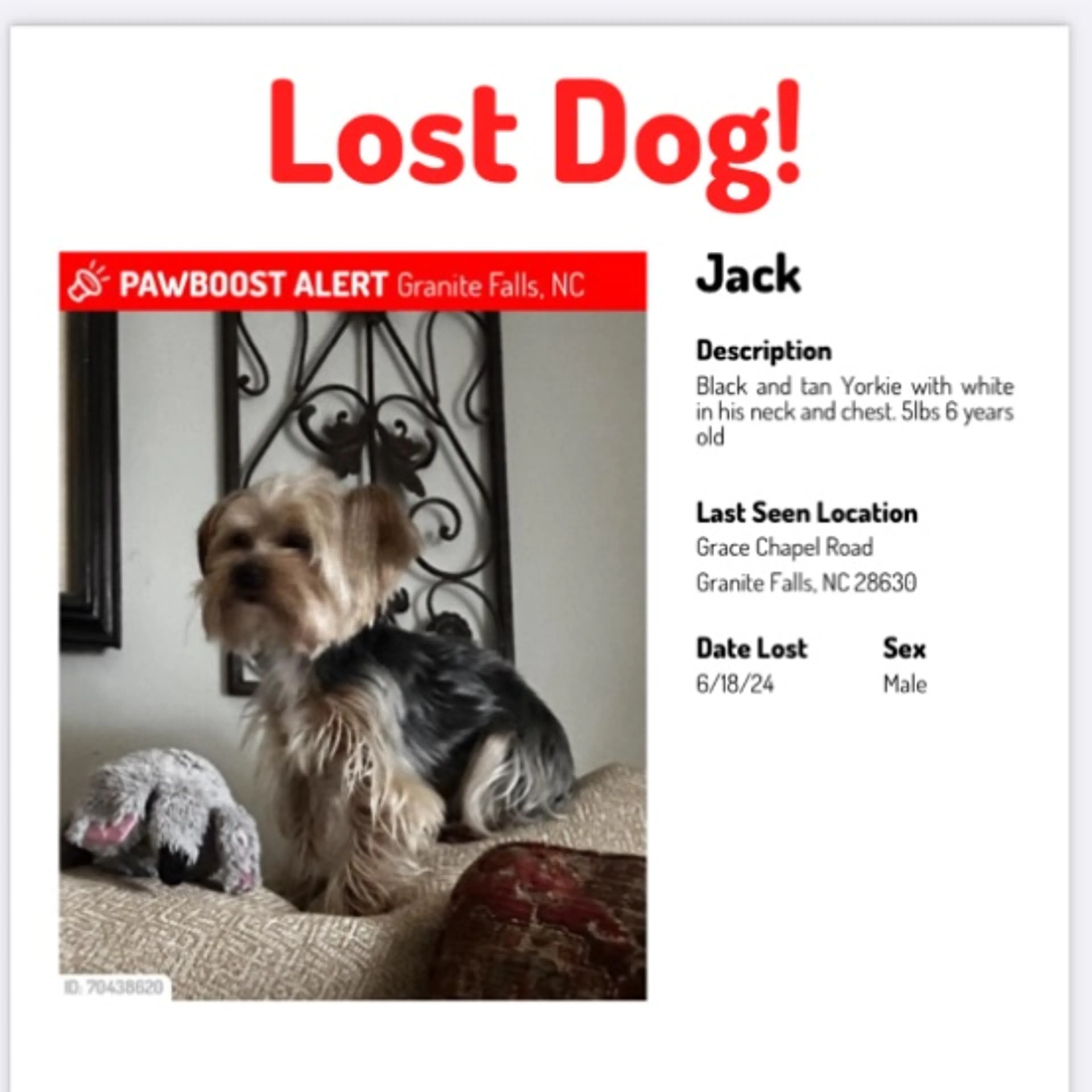 Lost pet