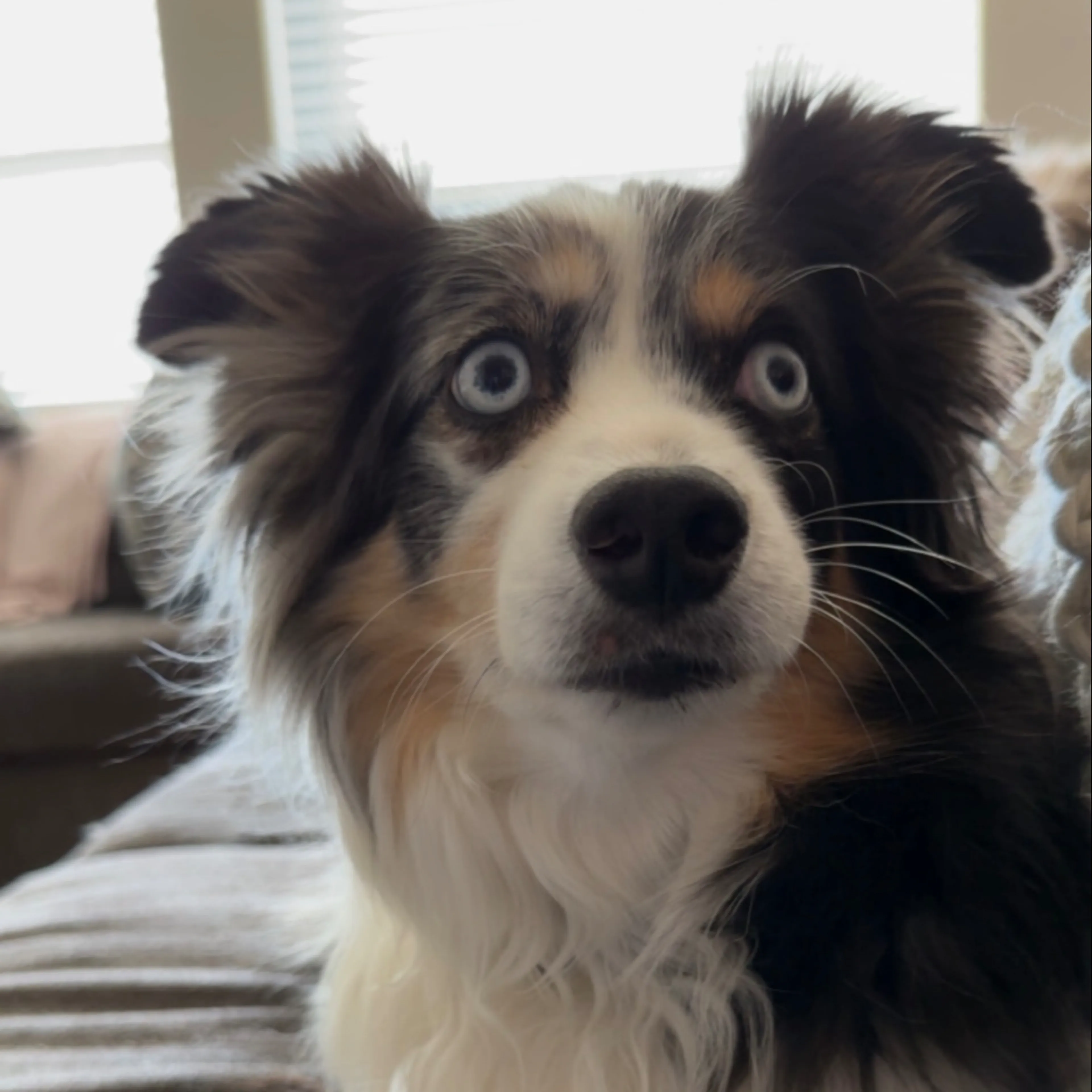 Lost pet-2